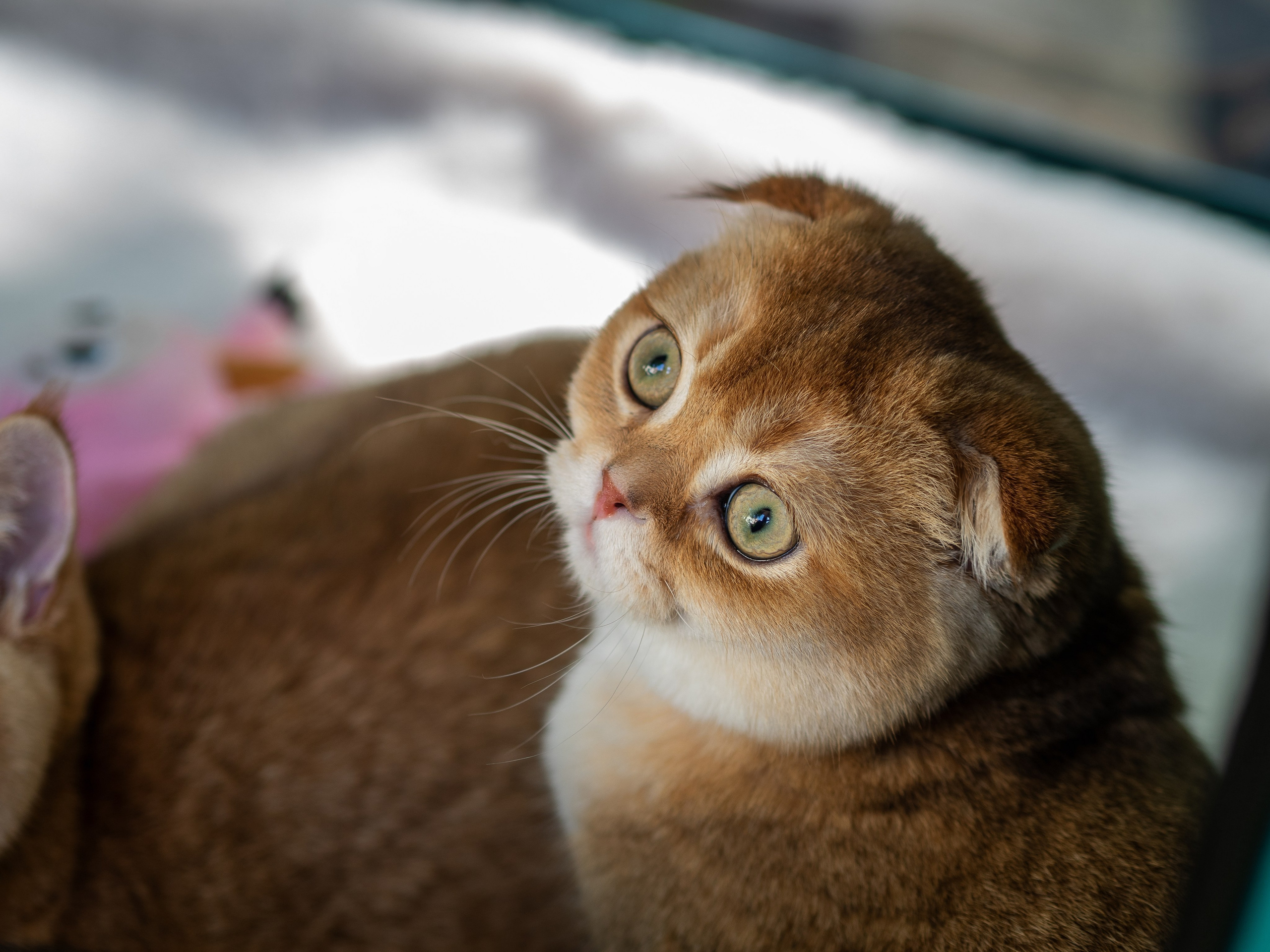 Анималистика. Сайт портфолио двух профессиональных фотографов