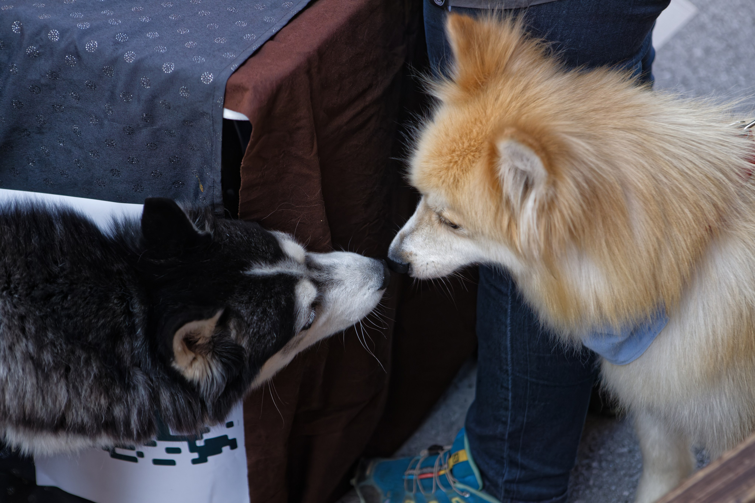 Мир животных. Репортажный и спортивный фотограф в г. Пермь Зильберг Павел