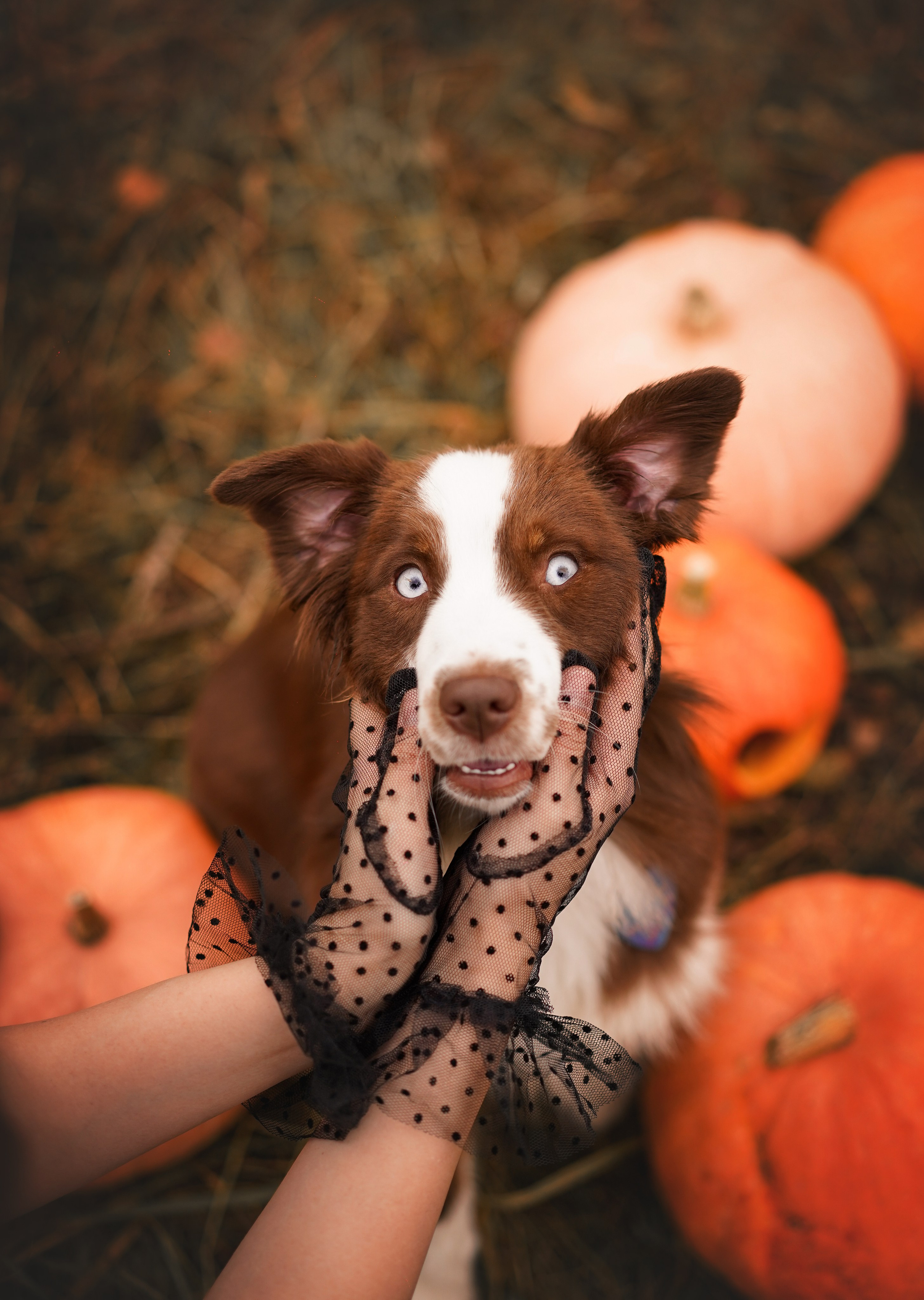 Фотодень Хэллоуин 2025. Фотограф-анималист в Санкт-Петербурге Яна Мартынова