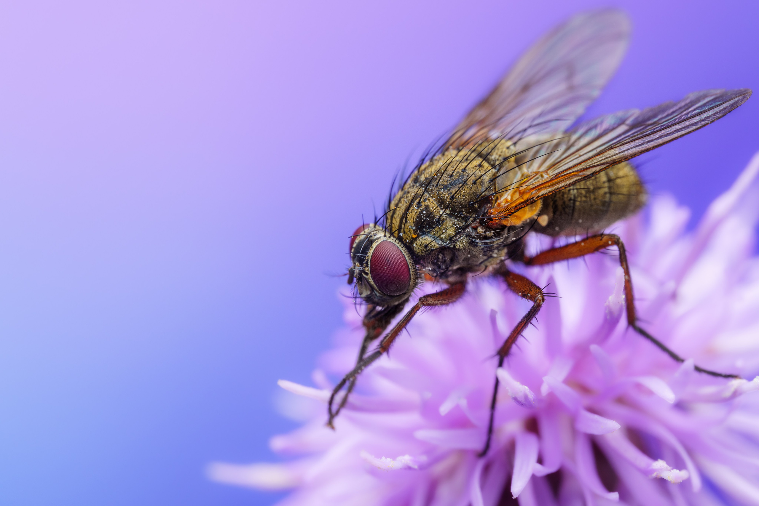 Фаония дудниковая