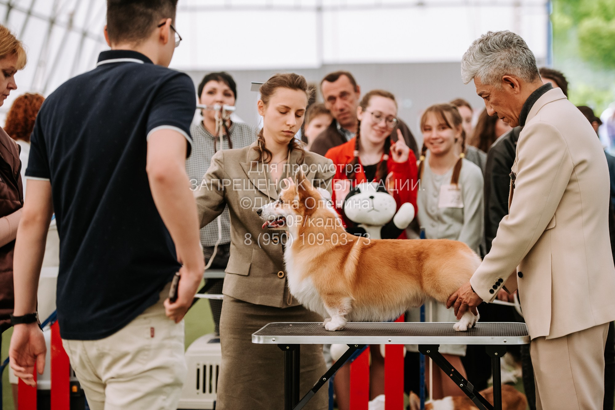 Выставка собак Красноярск 2.06. Фотограф Диана Оленина Красноярск / Братск