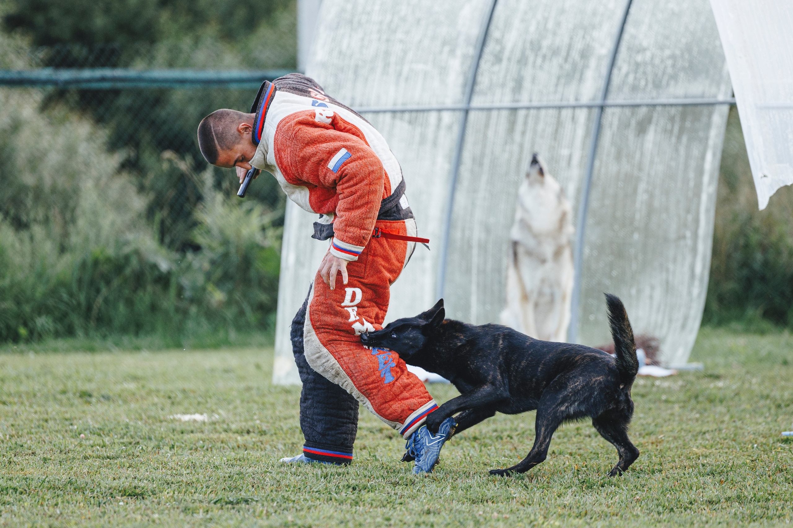 08.08.25-10.08.25 ЧР по мондьорингу г. Вологда. Фотограф-анималист Анна Маринич