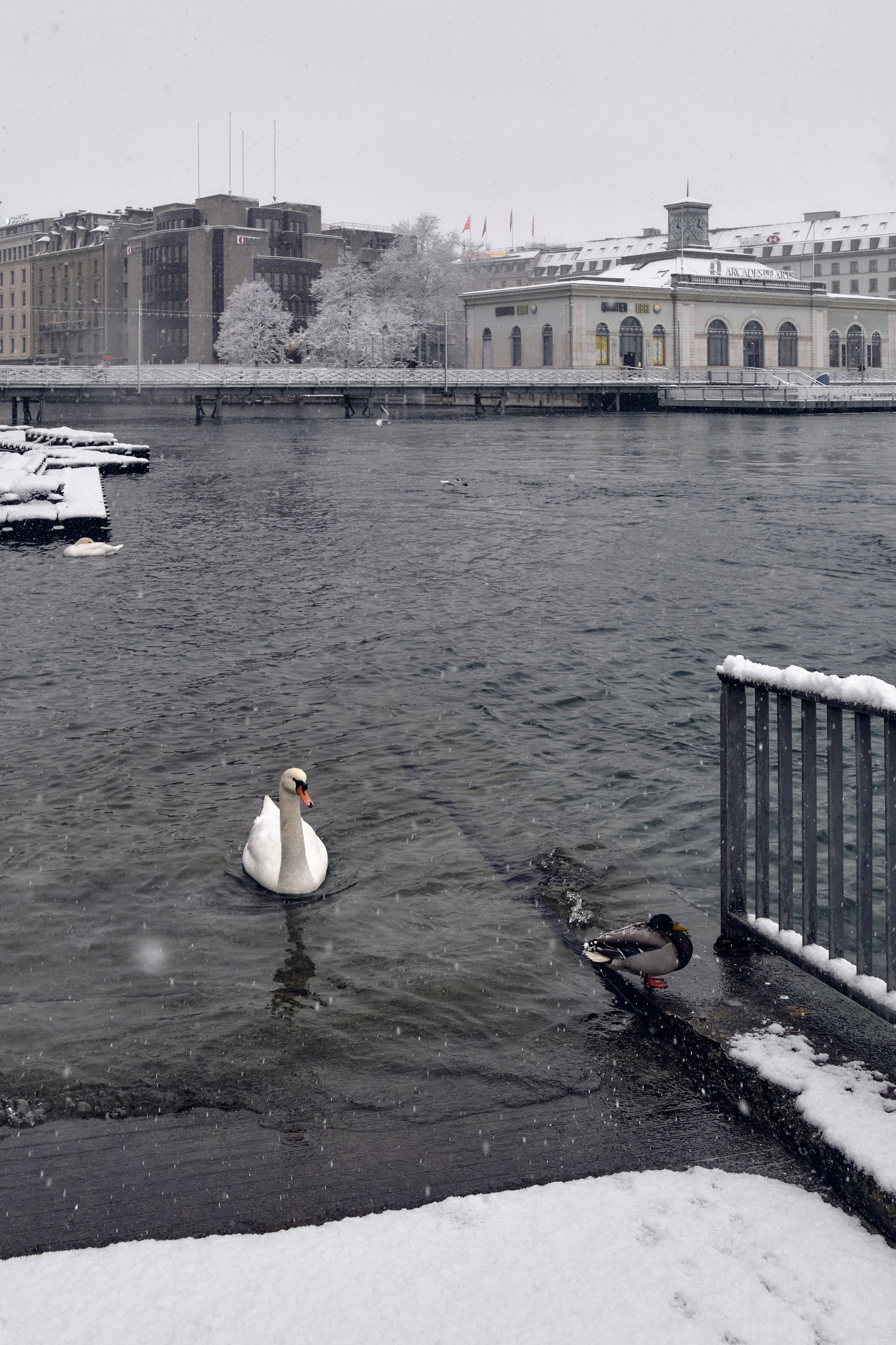 Geneva / winter 2024. Aleksandr Kobtsev
