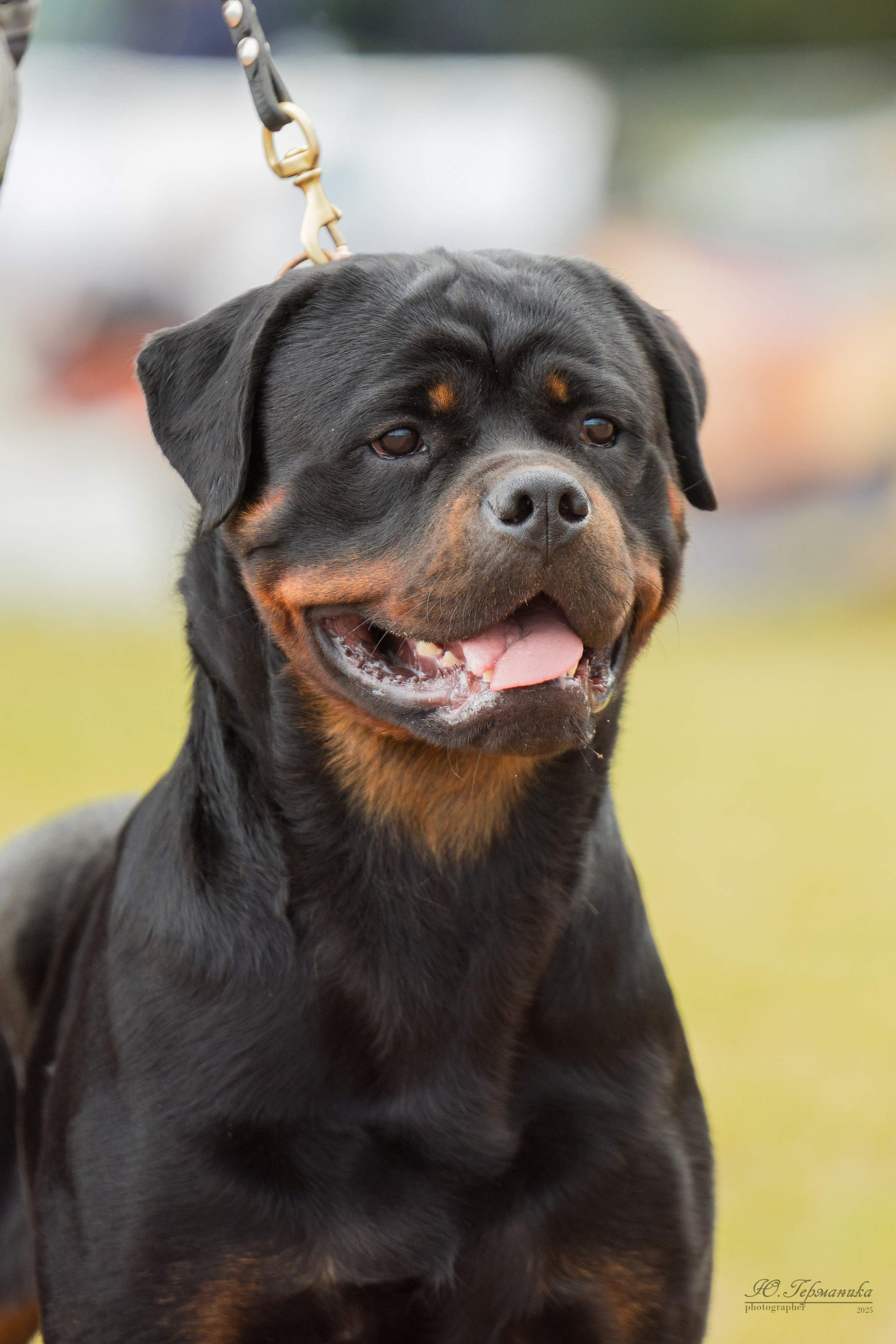 Тверь ротвейлеры 5-6.07.2025. Фотограф-анималист Юлия Германика