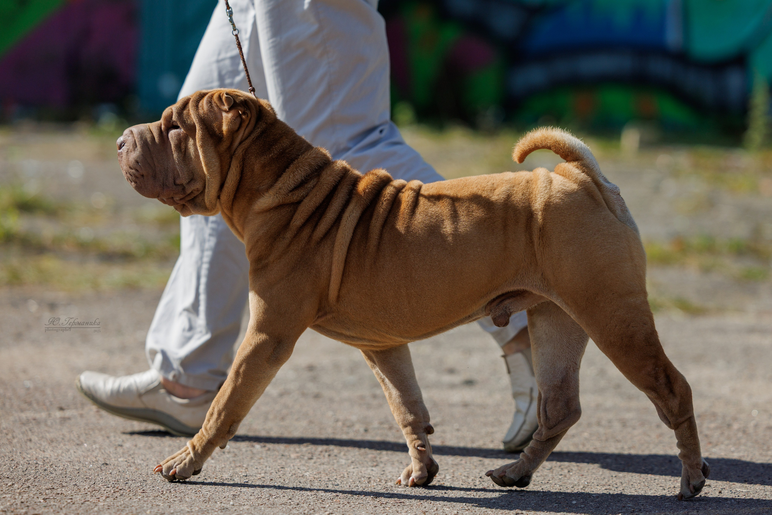 Зеленоград 13.09.2025. Фотограф-анималист Юлия Германика