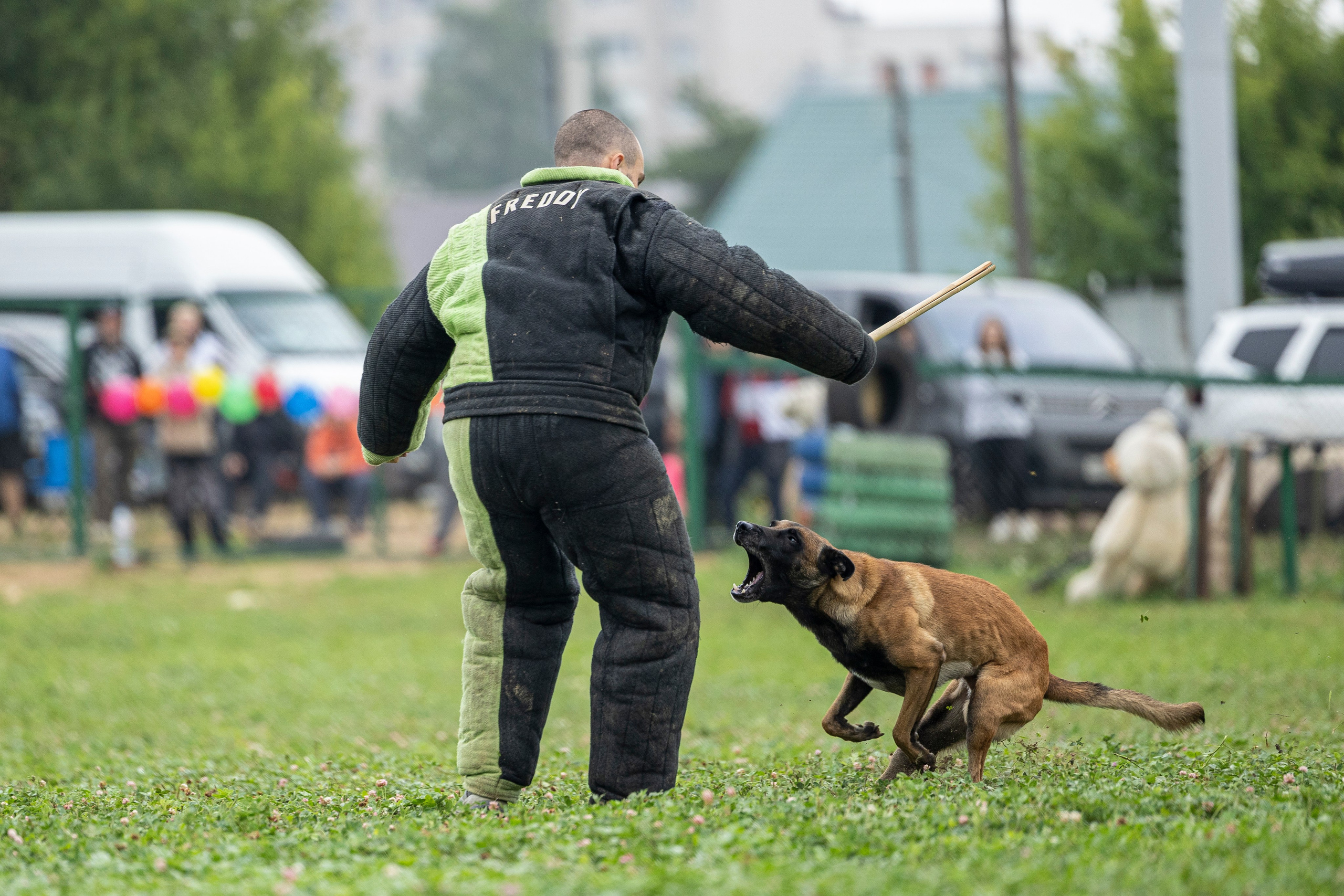 Соревнования по Мондьорингу г. Вологда 10-11.08.2024. Фотограф-анималист Анна Маринич