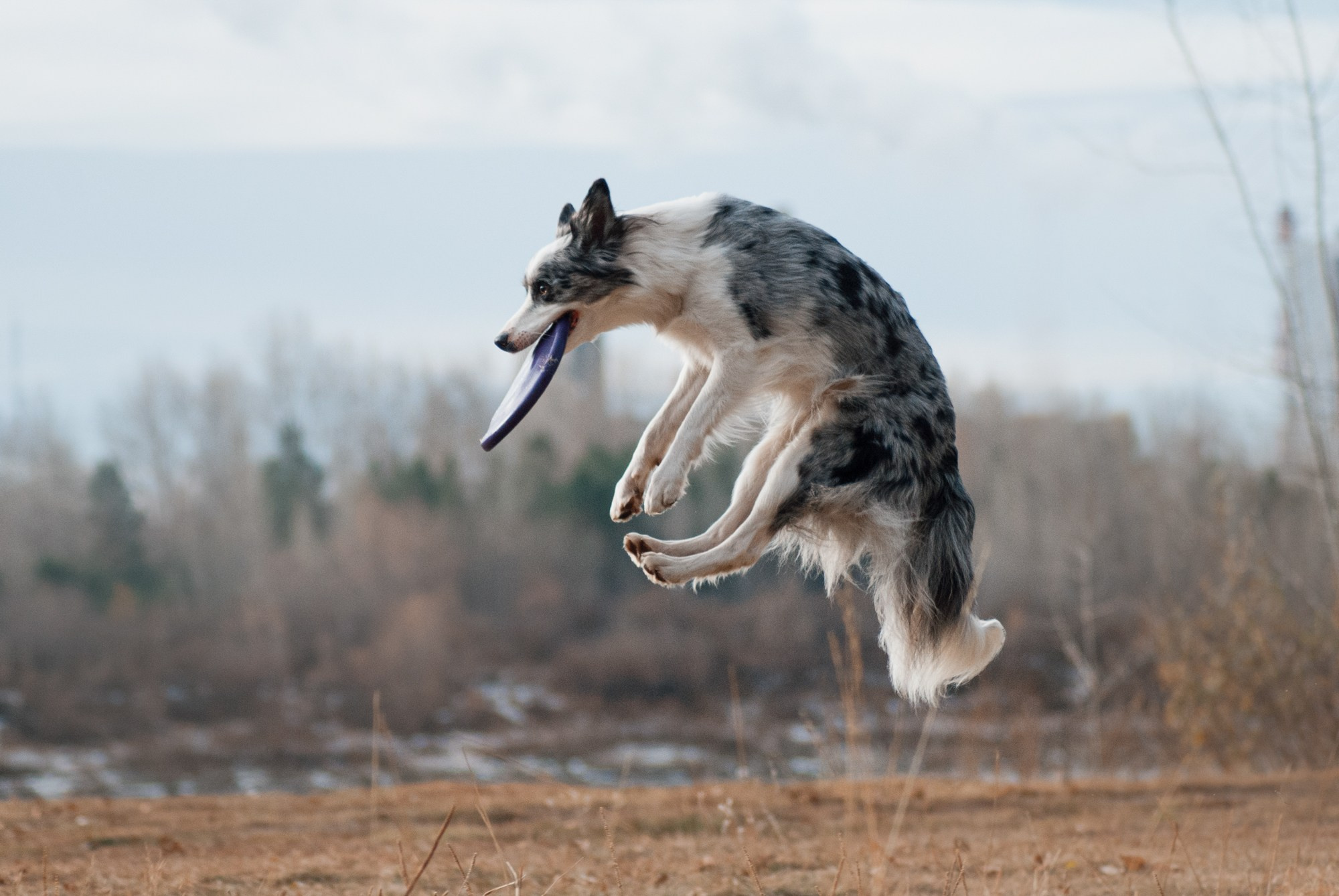 Лисса. Фотограф в Тюмени Лизавета Сапицкая