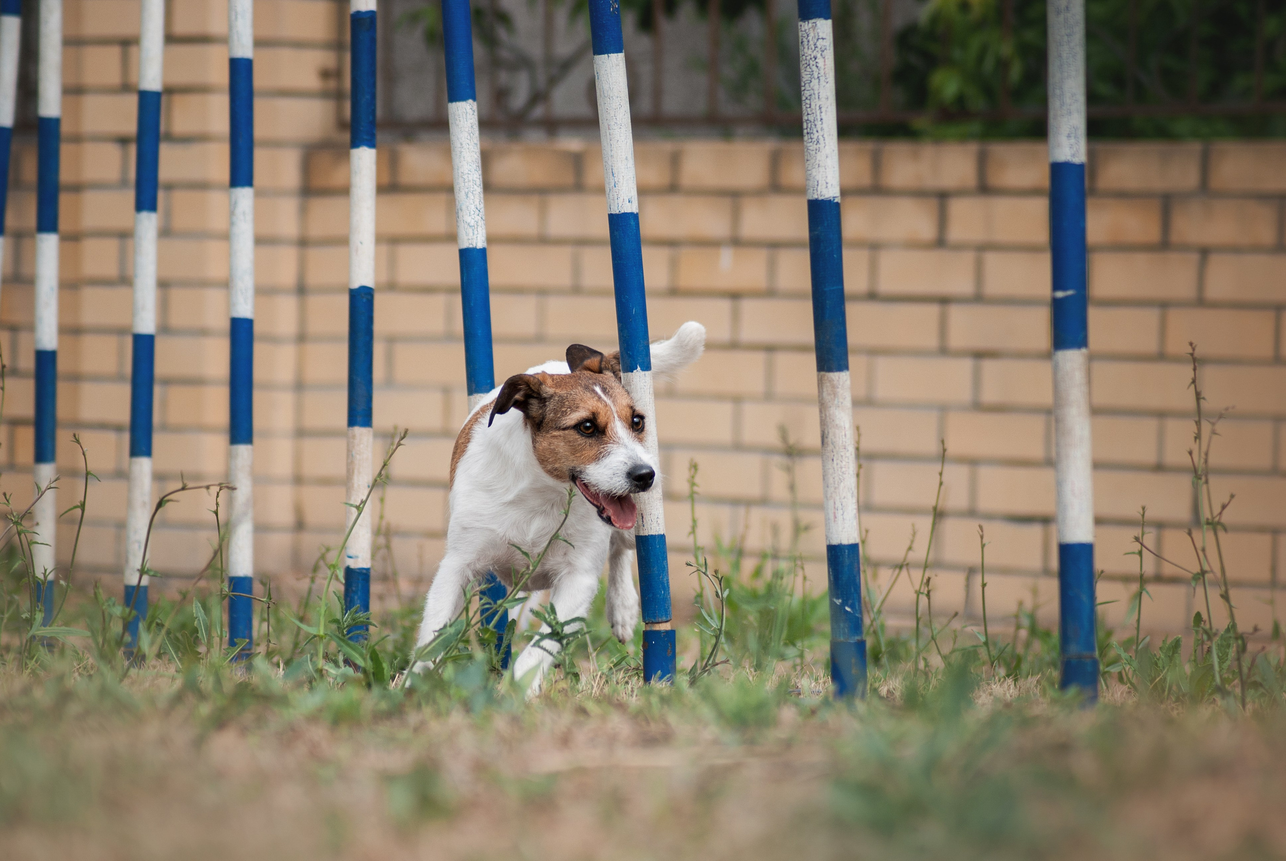 Аджилити. Фотограф в Тюмени Лизавета Сапицкая