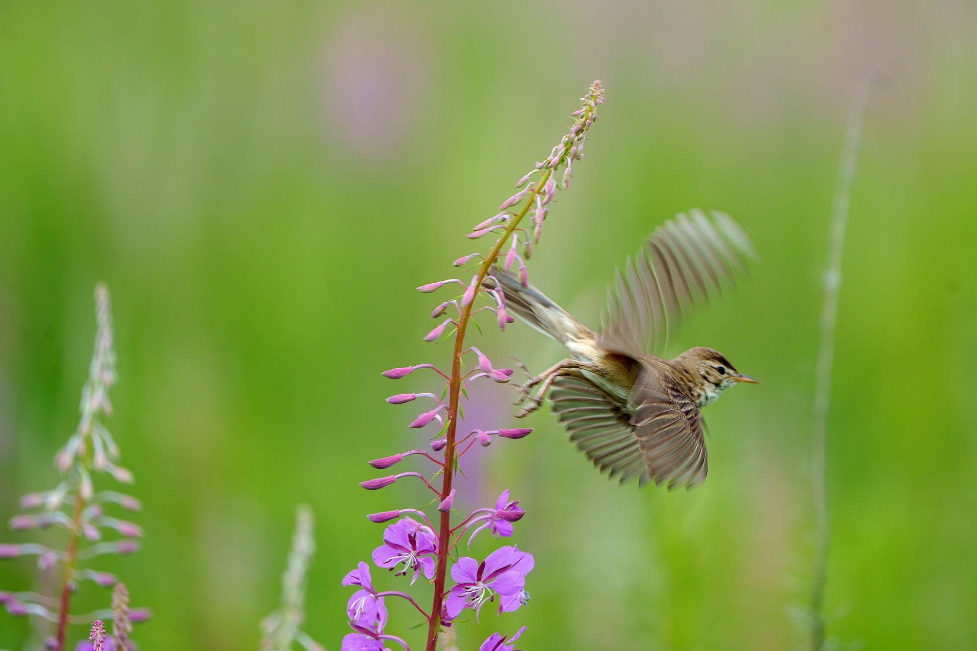 Удивительные мир птиц. Вокруг нас столько прекрасного — присмотритесь!. Ваш личный фотограф Марина Волкова