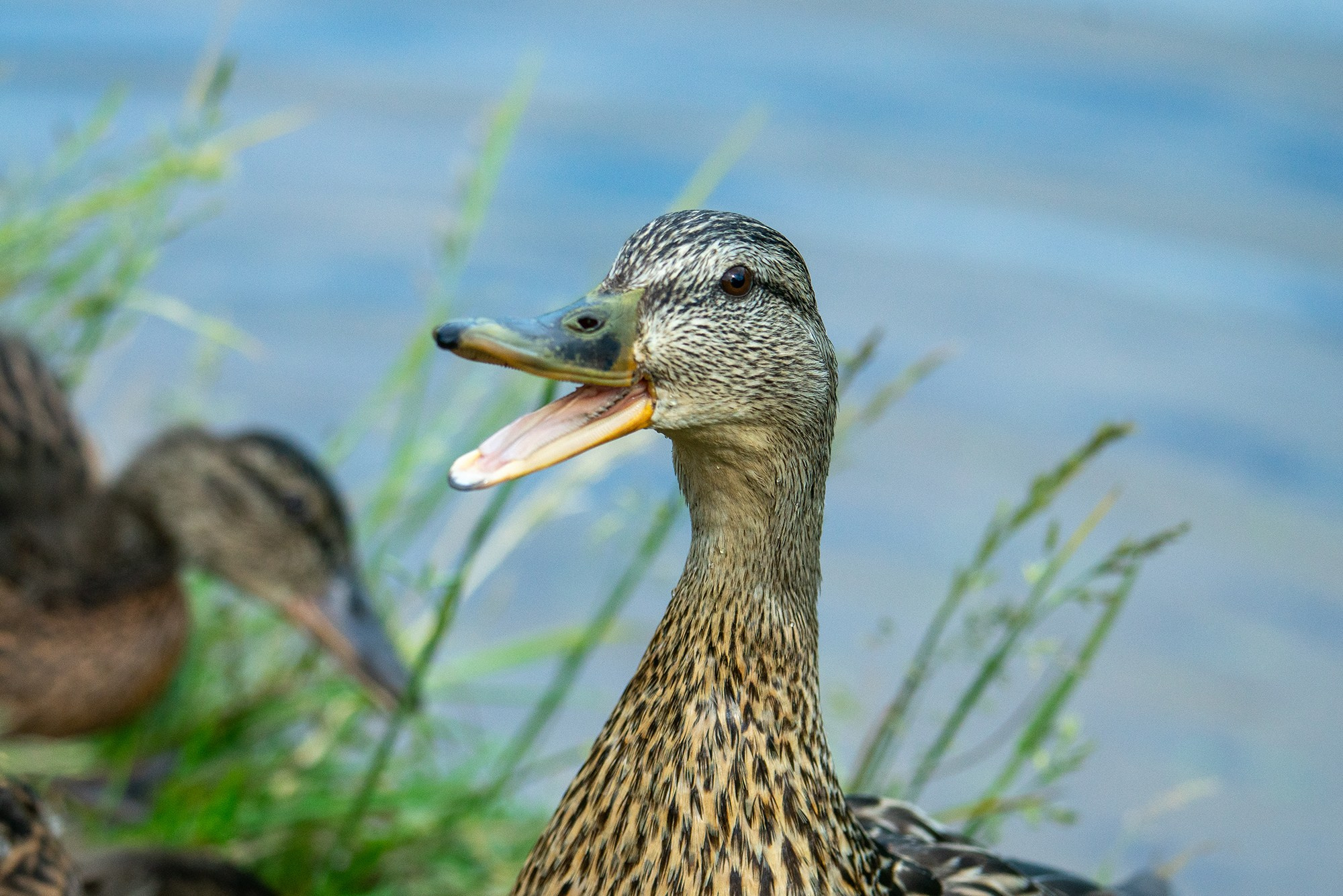 Удивительные мир птиц. Вокруг нас столько прекрасного — присмотритесь!. Ваш личный фотограф Марина Волкова