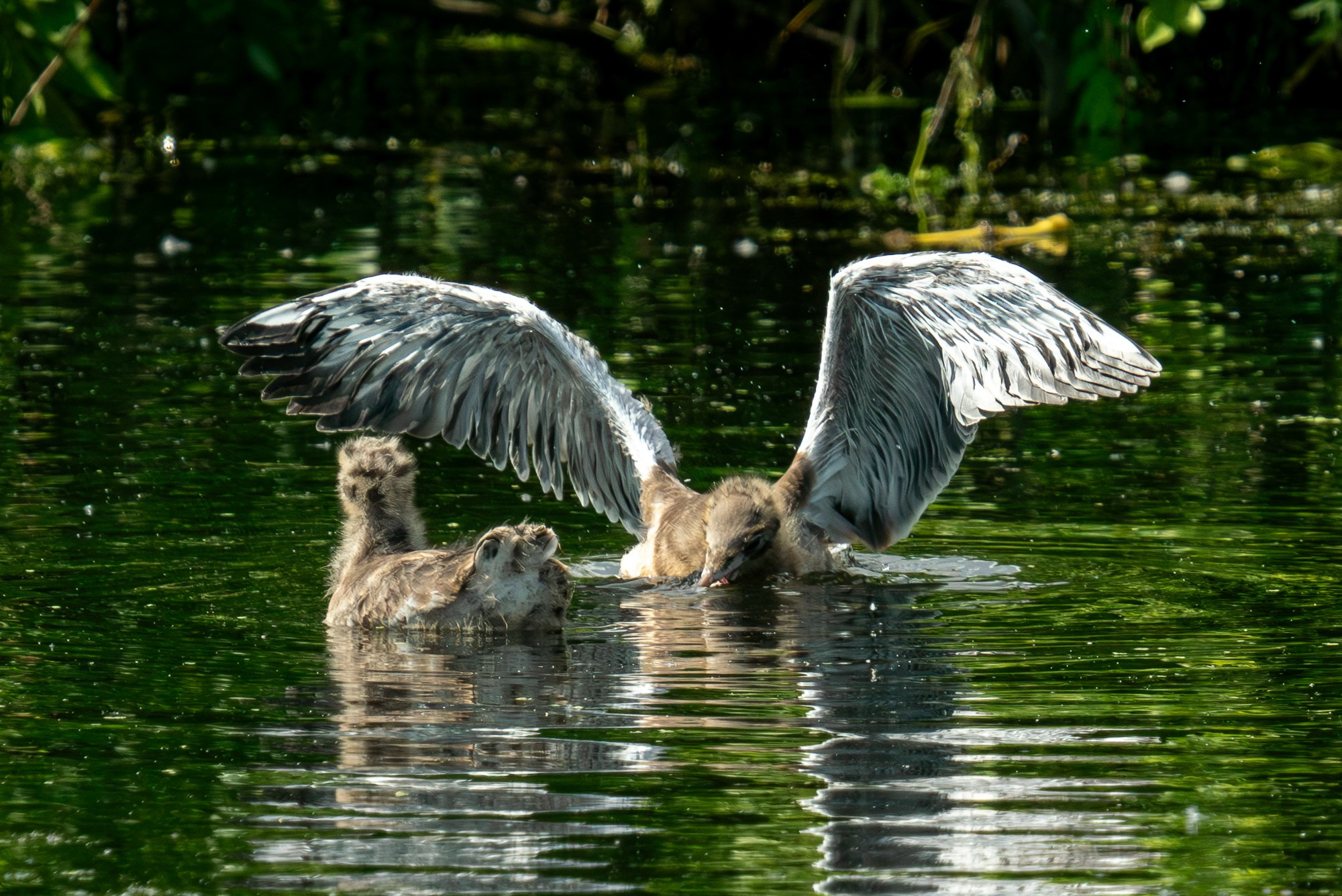 Удивительные мир птиц. Вокруг нас столько прекрасного — присмотритесь!. Ваш личный фотограф Марина Волкова