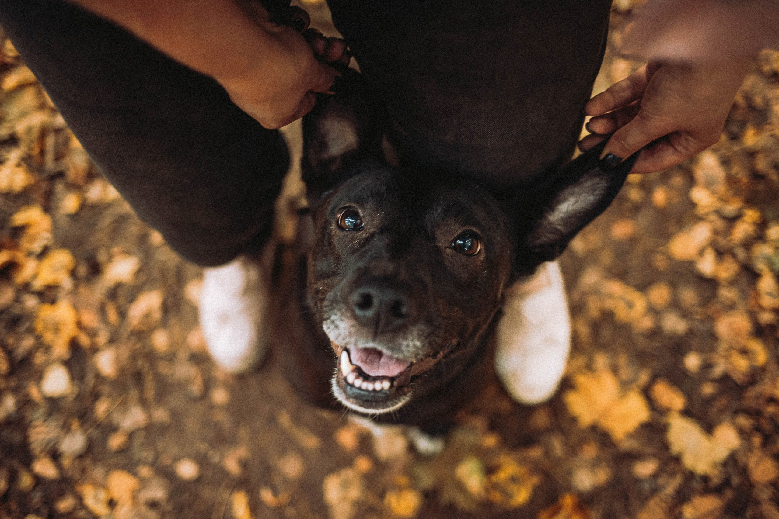 Ксюша, Ваня и Рамона