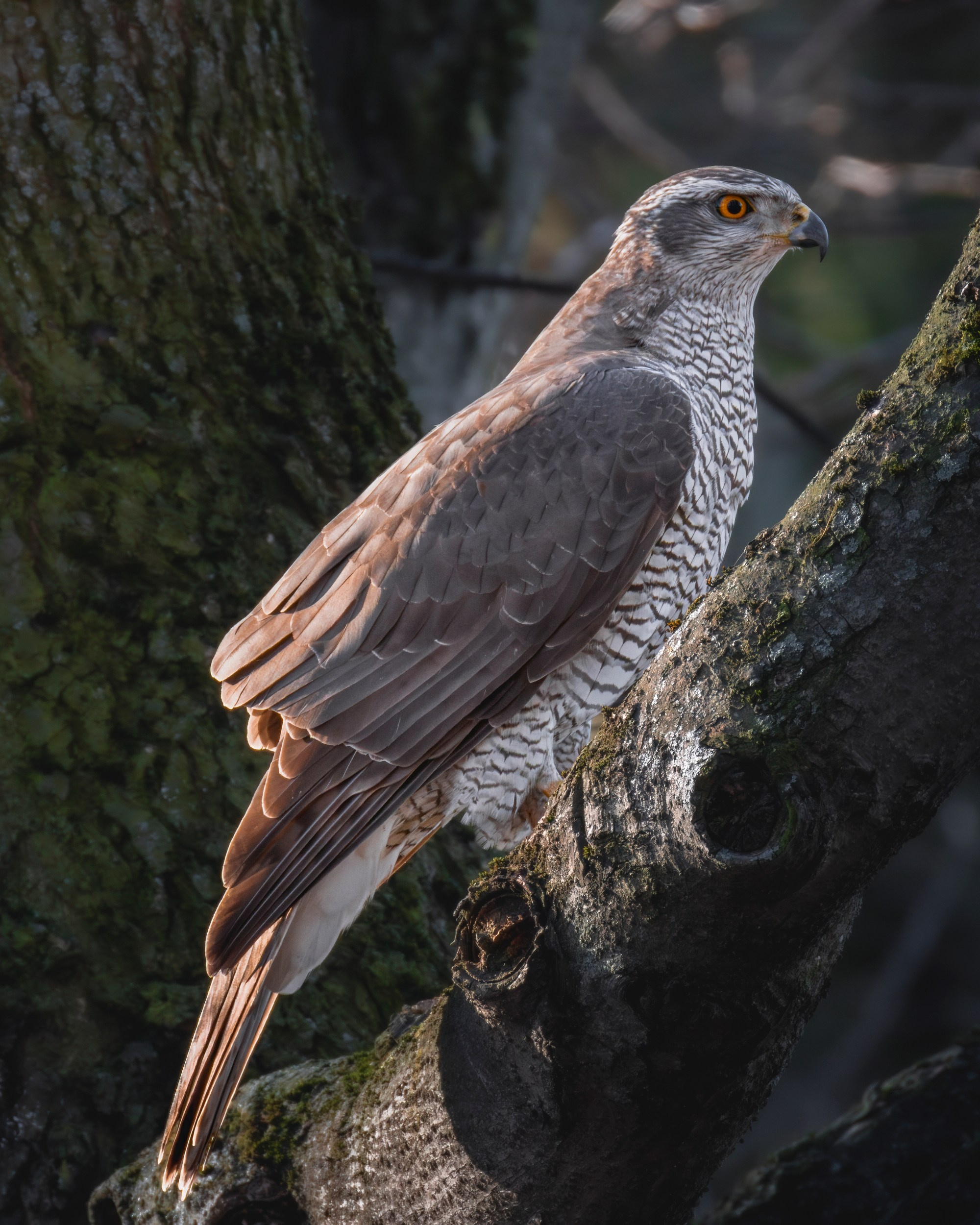 Фотография ястреба тетеревятника