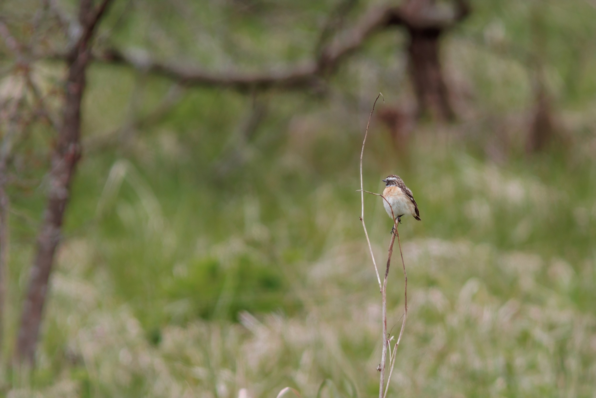 Луговой чекан среди стеблей соломы на заброшенном поле.