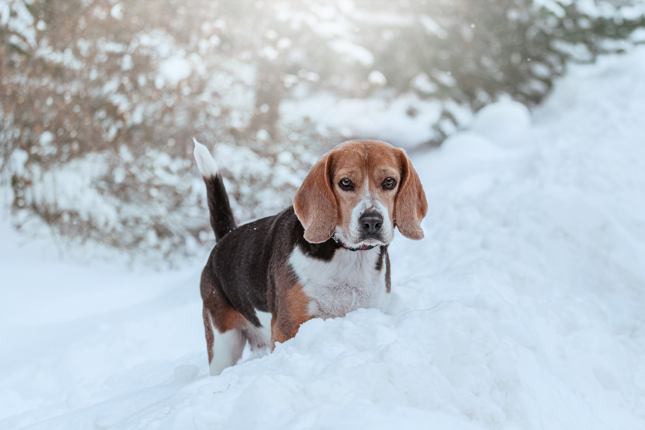 Дом для Биглей 2023. Фотограф-анималист Татьяна Степанова