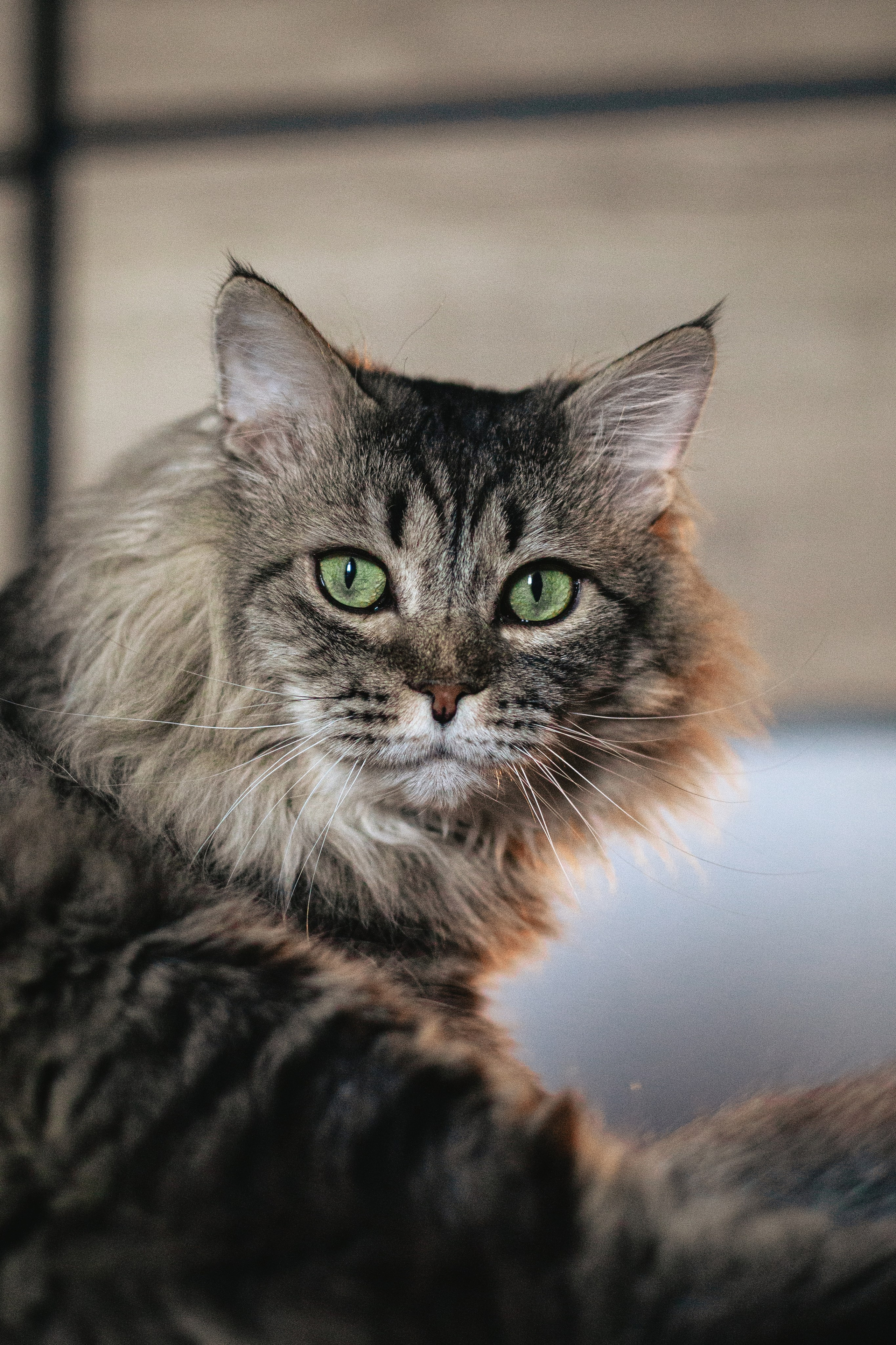 Домашняя фотосессия кота. Фотограф-анималист Татьяна Степанова