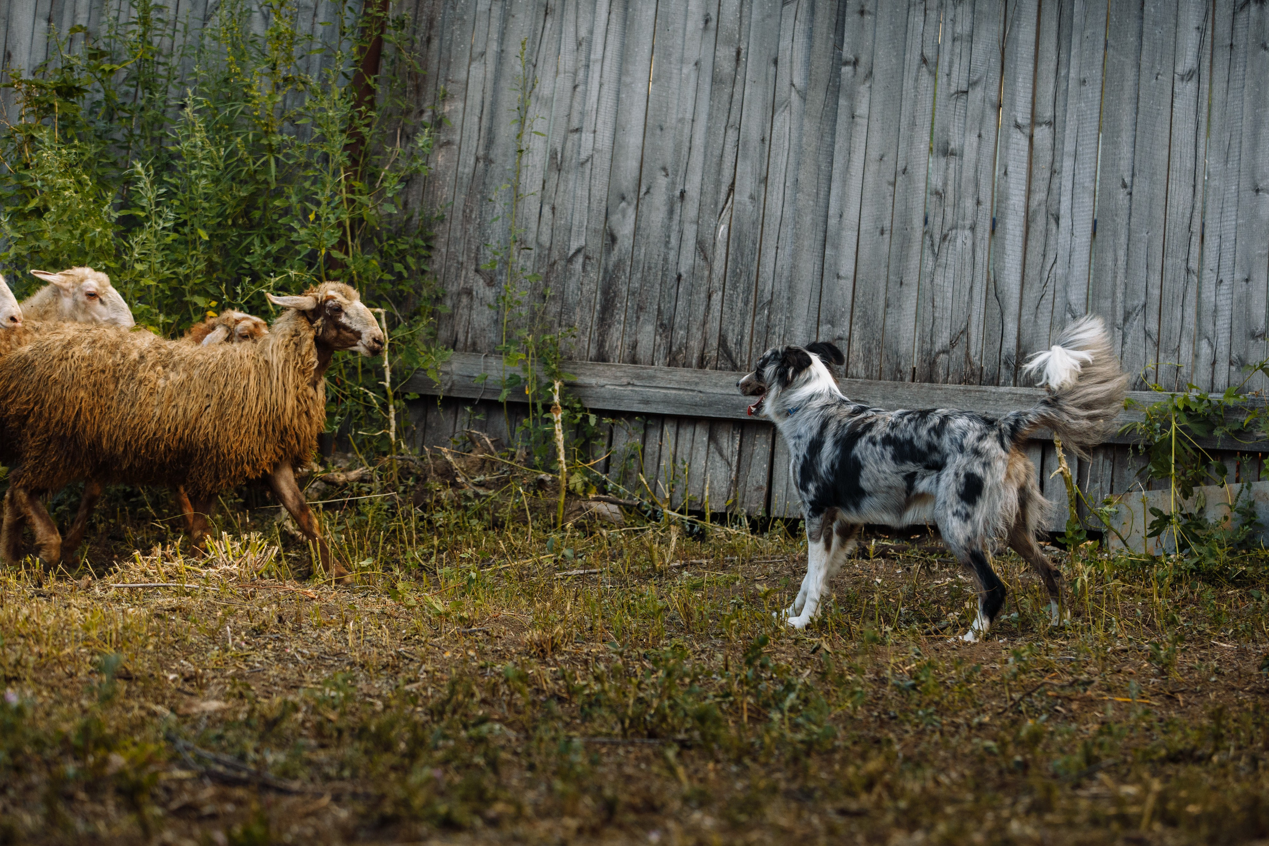 Овечий день. О нас