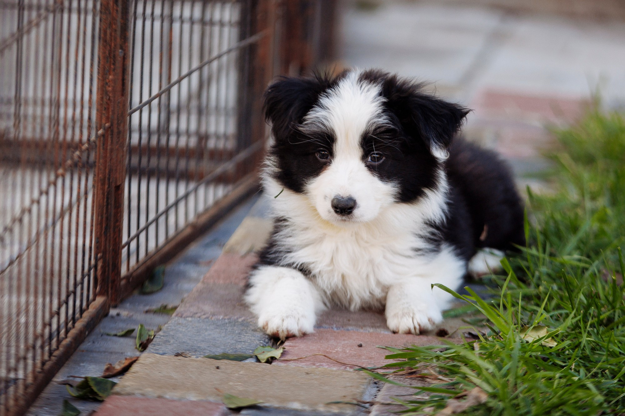 У дома с большой компанией от мала до велика. О нас