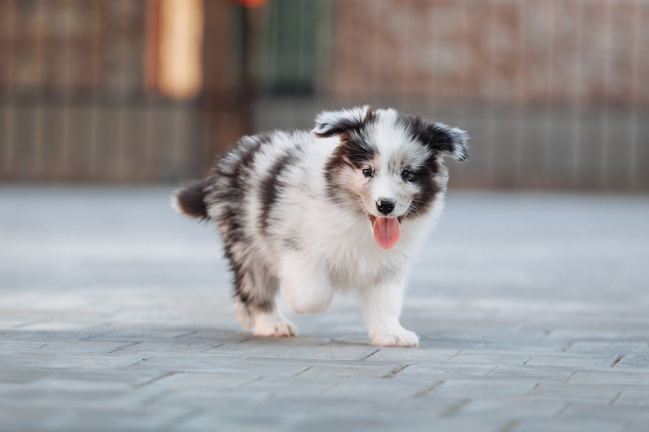 Пушистое. О нас