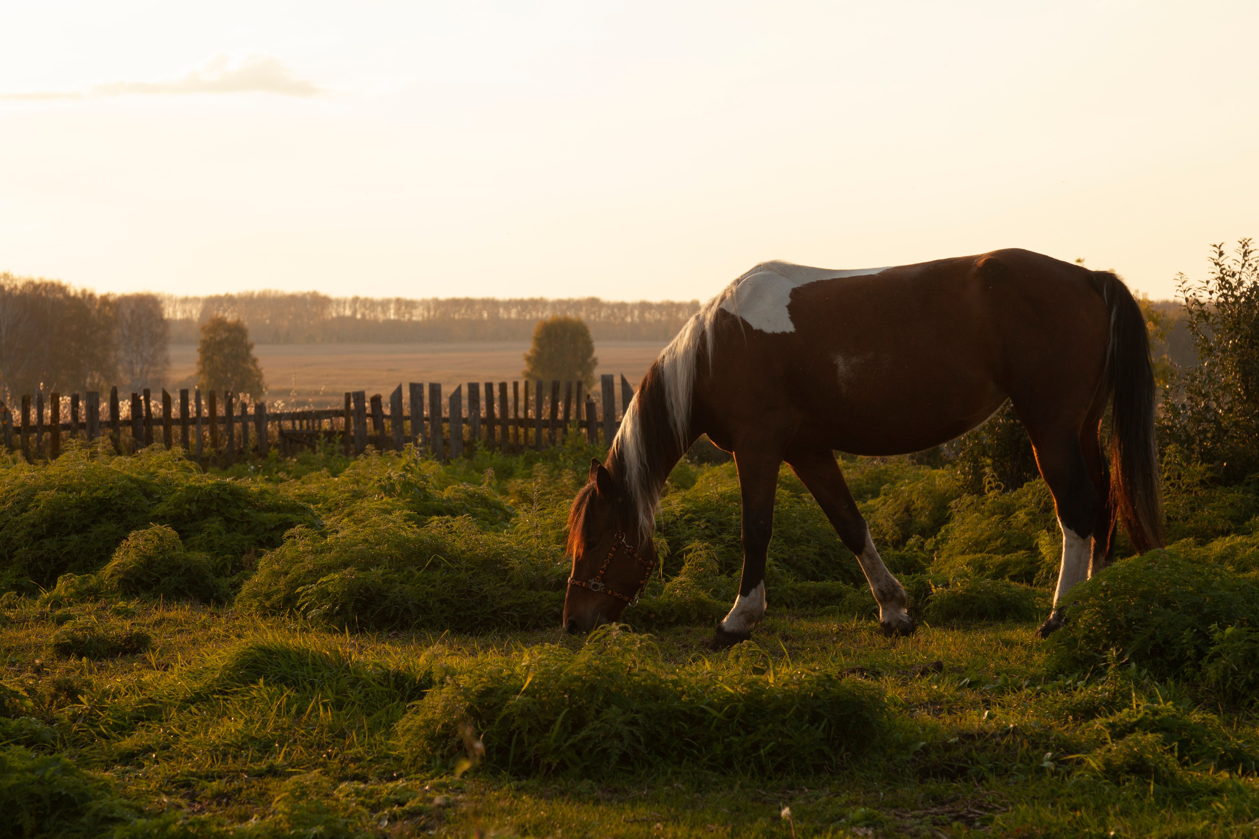 Творческие съемки. PROphoto