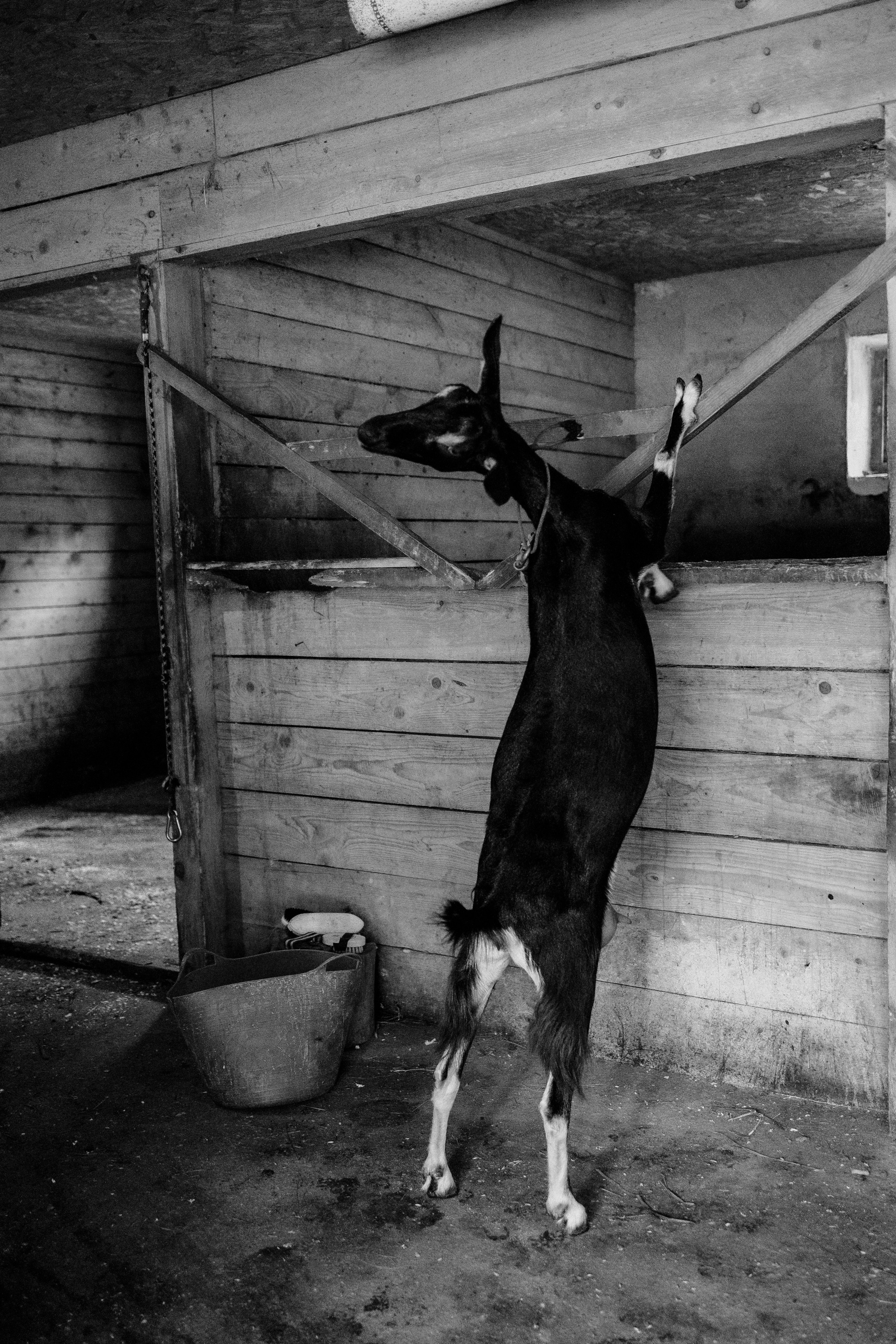 Лошади. Ваш фотограф в Москве и области Юлия