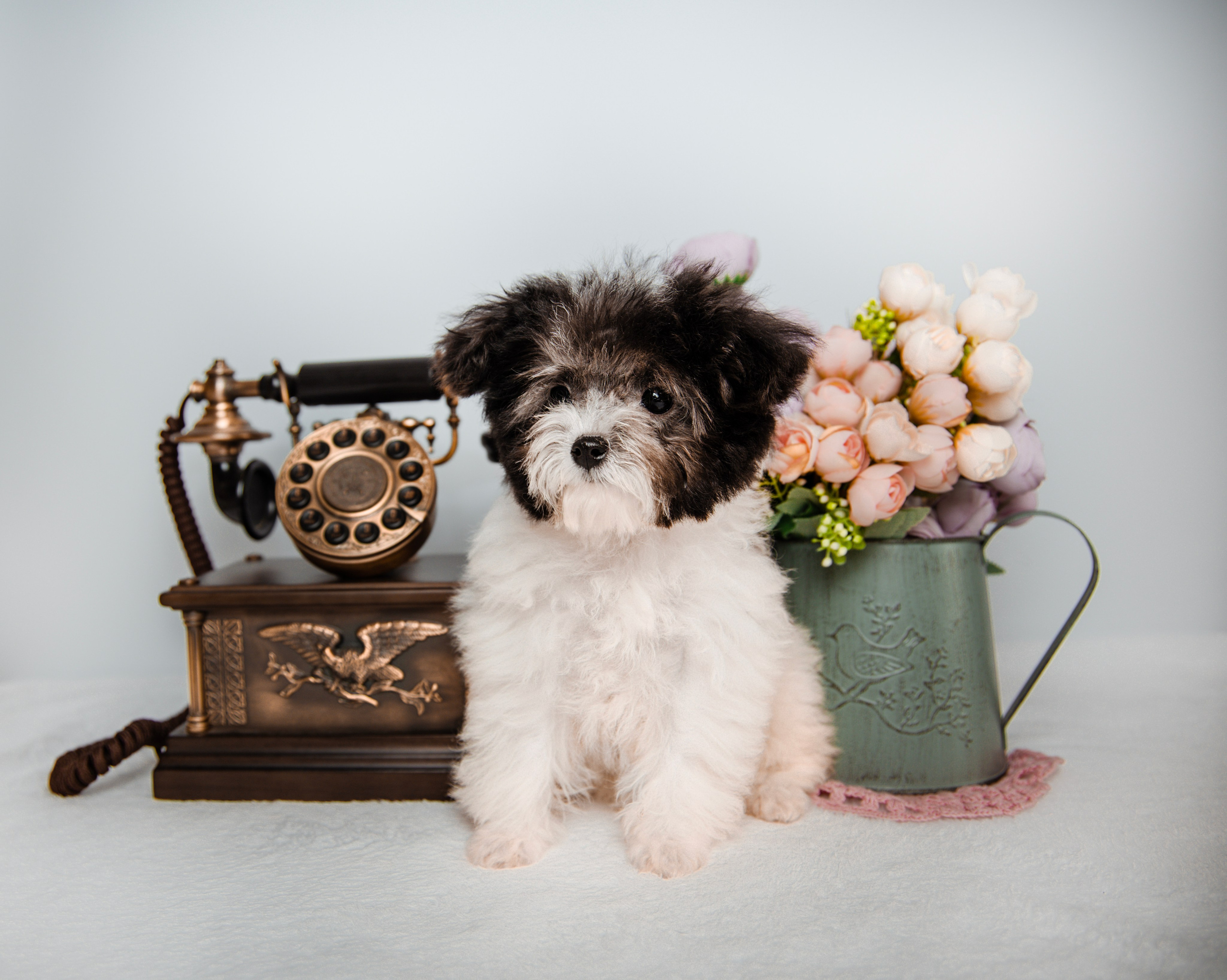 Фотограф Татьяна Марсуверских г. Жуковский, Москва и Мо. Репортажные съёмки, фотосессии,  фотограф анималист, фотосъёмка животных. Фотограф для маркетплейсов, фотоуслуги в Жуковском Татьяна Марсуверских