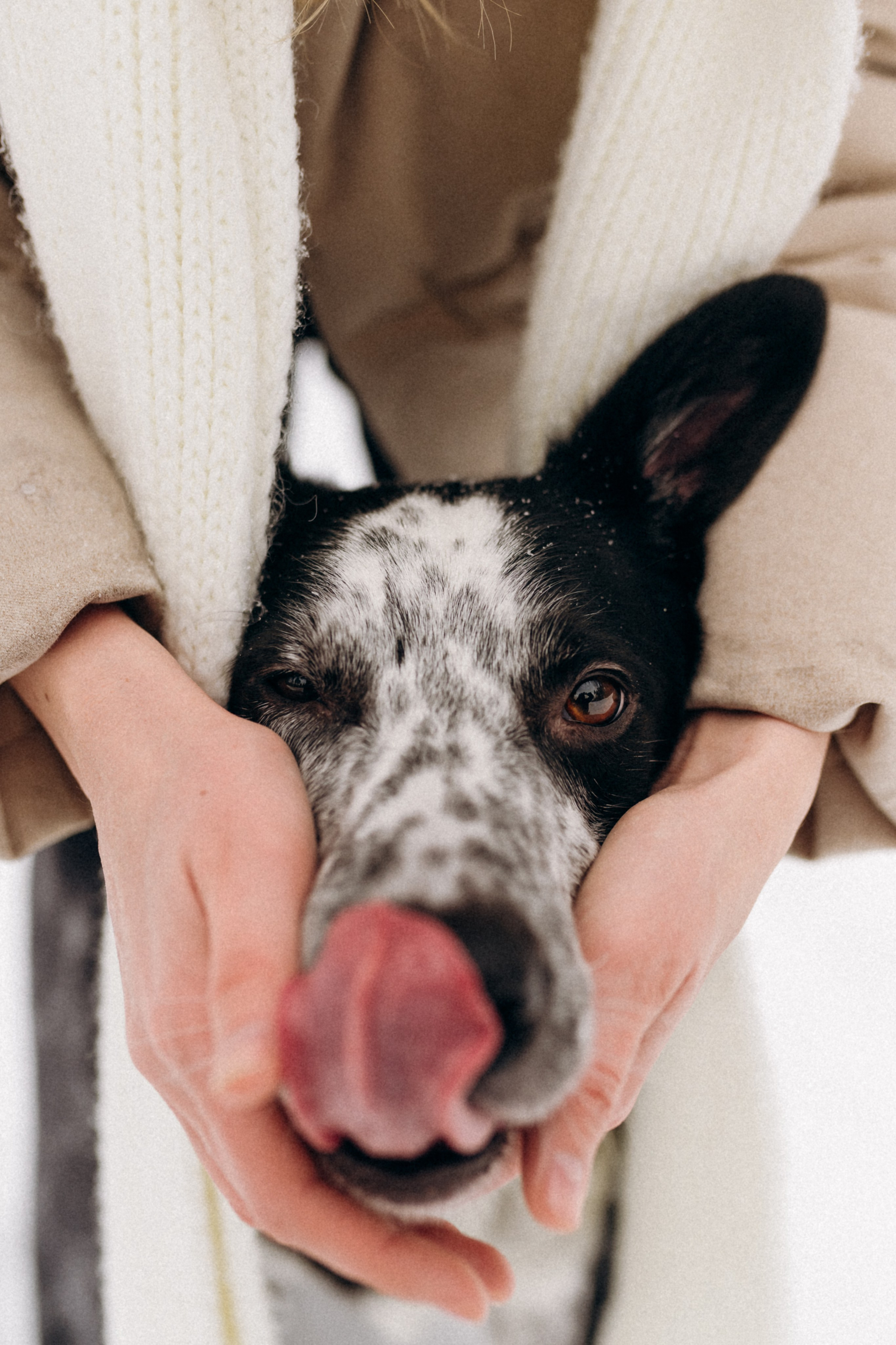 Аня и Милан. Фотограф анималист в Москве Ольга Агушева