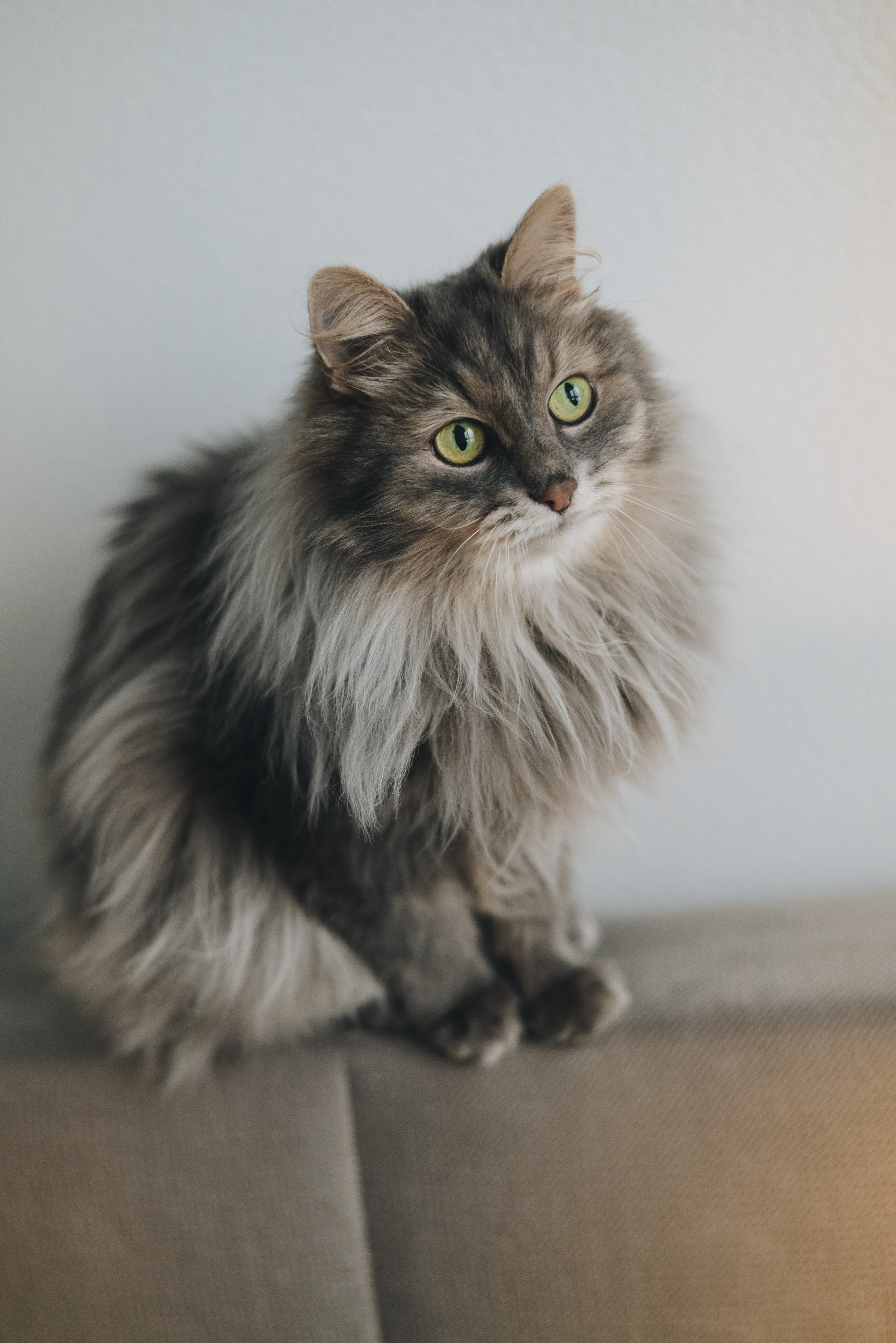 Vika & Kot. Natalia Finch Photography — Family, Kids & Pet Photographer in Chicago, IL