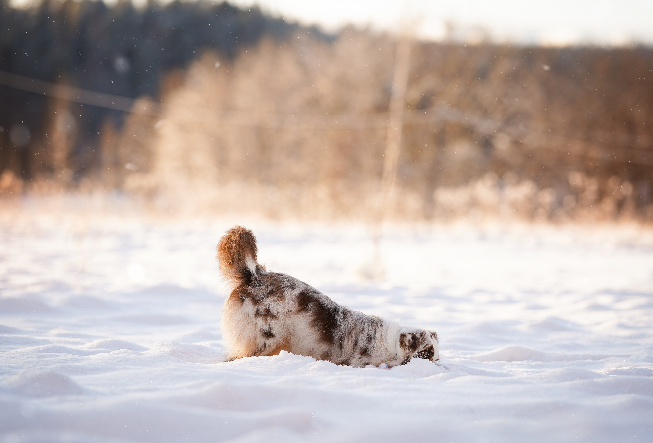 Панда и Юни Карелия. Фотограф-анималист в Санкт-Петербурге Яна Мартынова