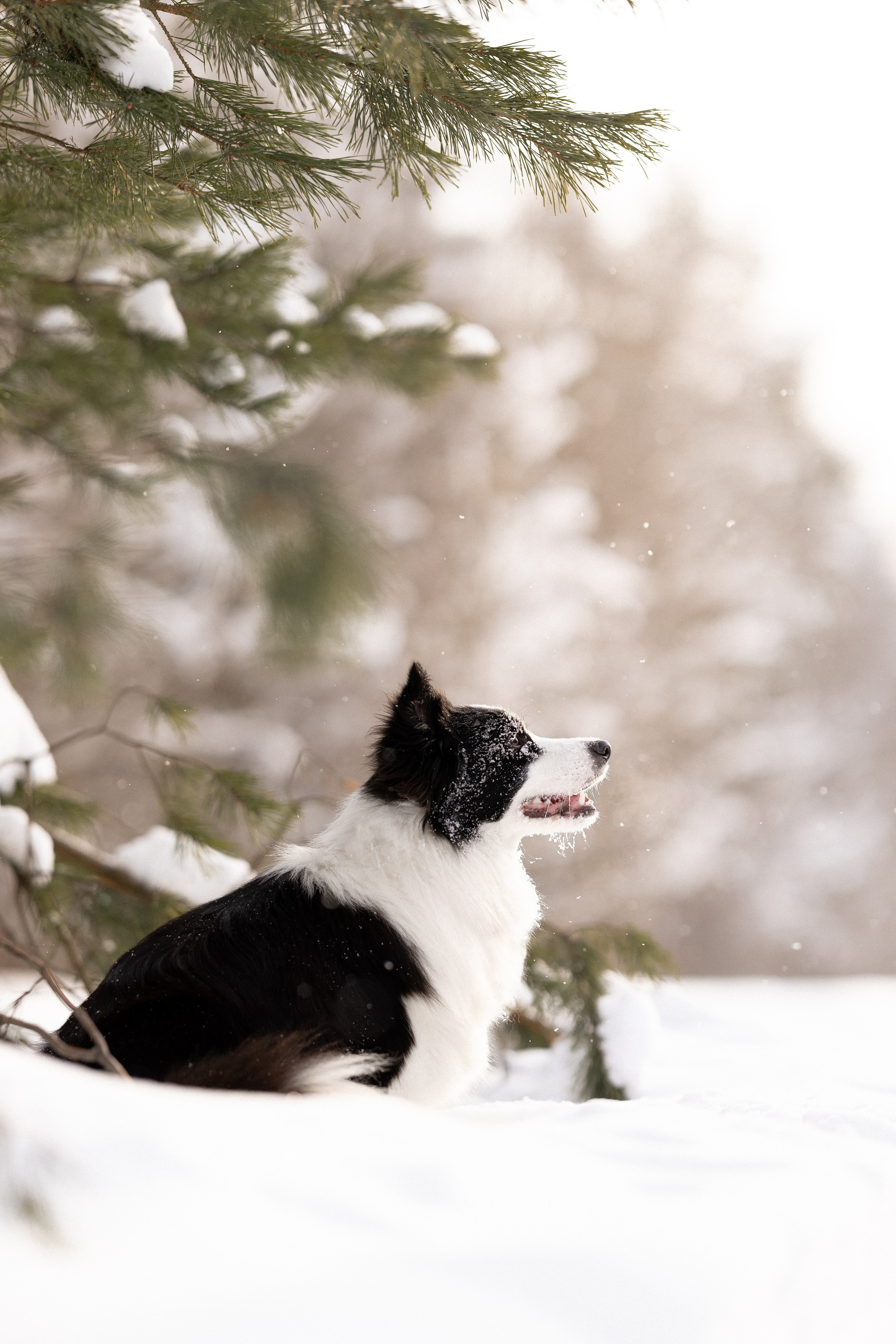 Лилия, Алексей и Ариана. Фотограф и видеограф анималист Аганина Дарья