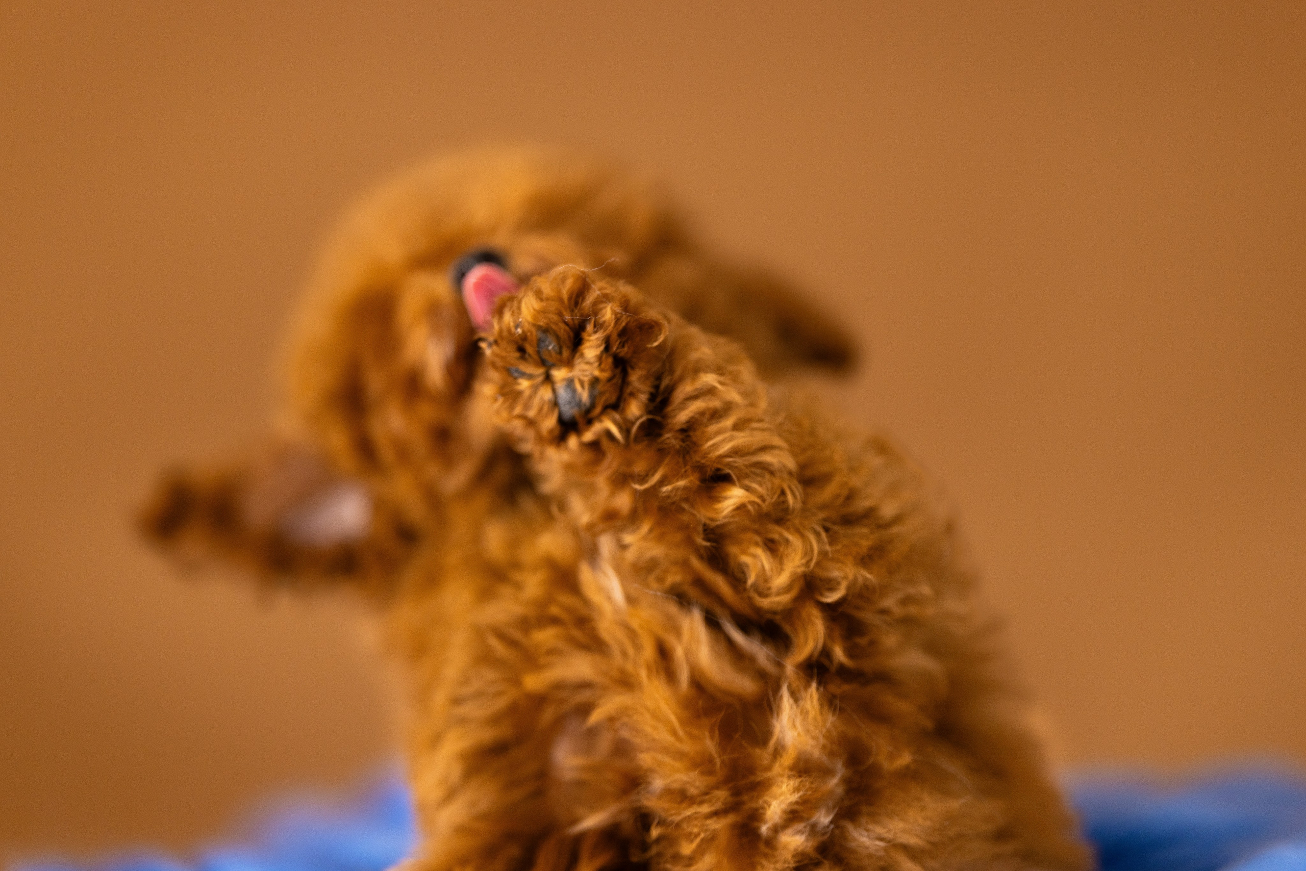 Мальтипу. Фотограф и видеограф анималист Аганина Дарья