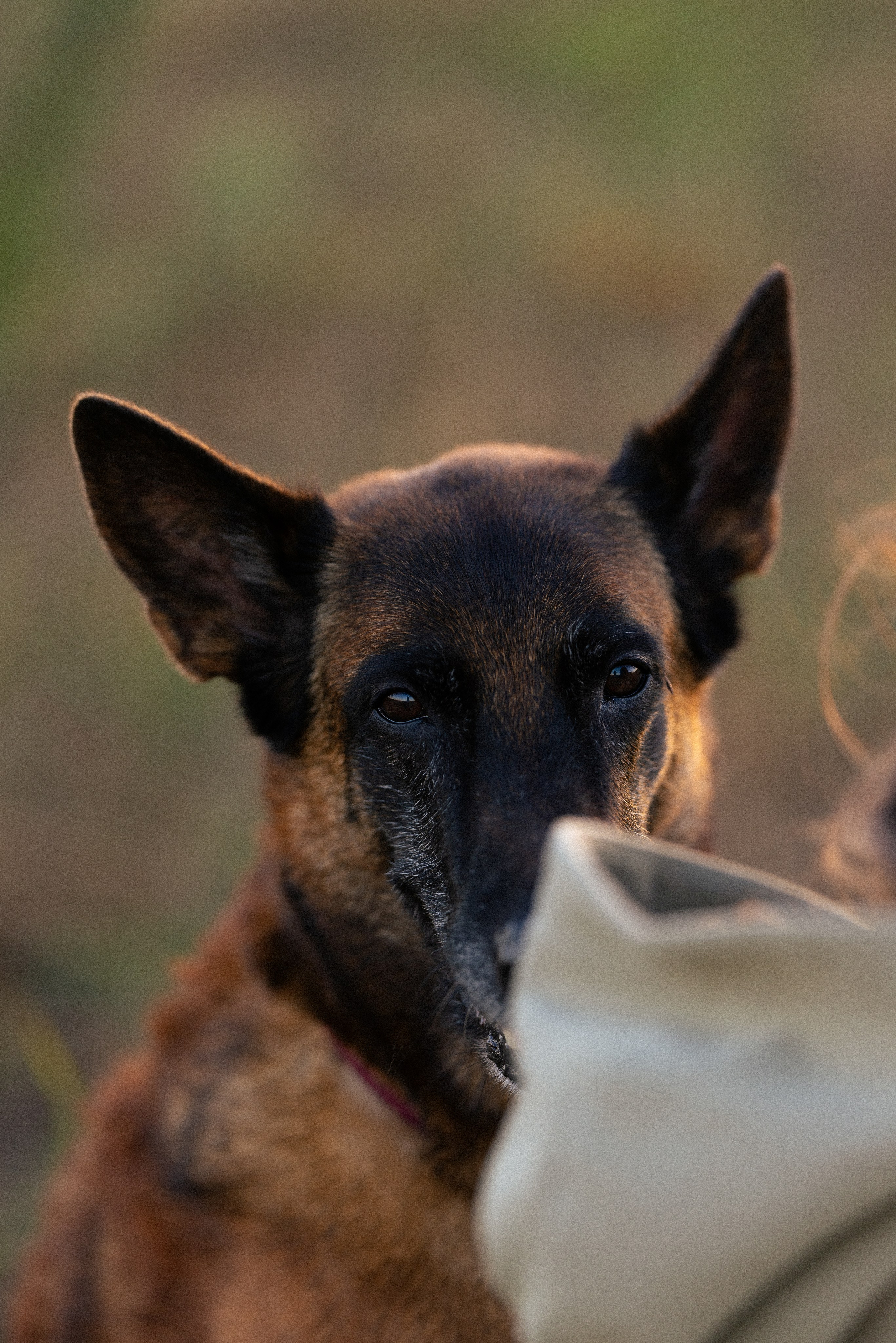 Женя, Афра и Молли. Фотограф и видеограф анималист Аганина Дарья