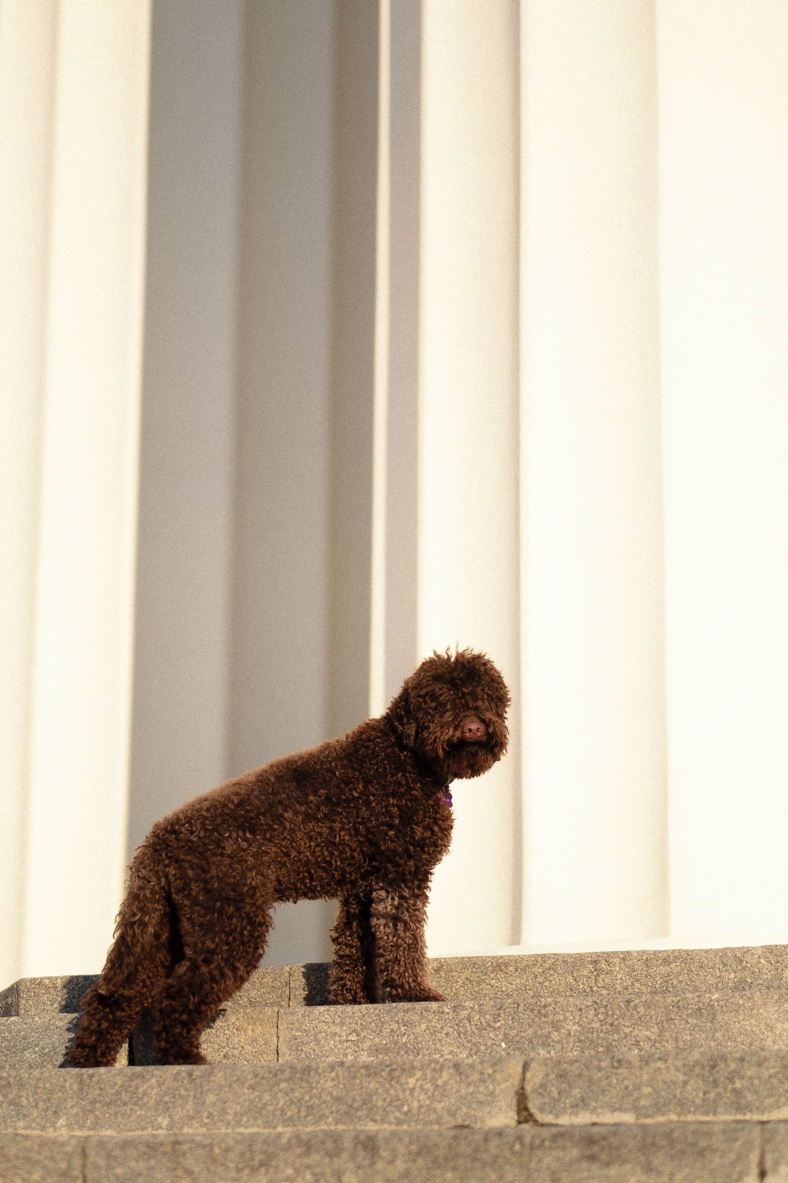 Тьеринна и Миша. Фотограф и видеограф анималист Аганина Дарья