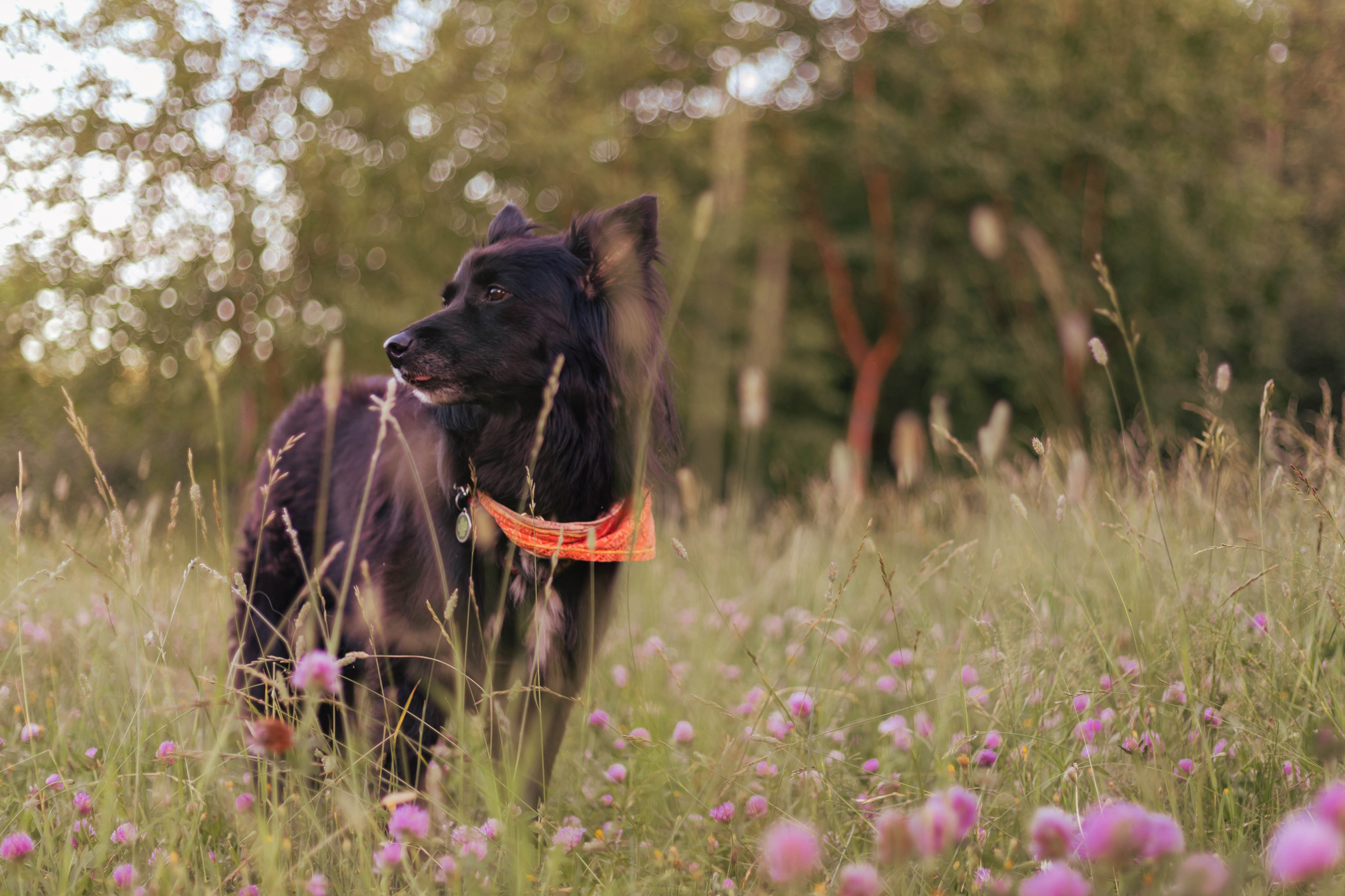 Александра и Грэмпи. Свадебный и семейный фотограф в Сургуте и ХМАО Черепанова Наталья