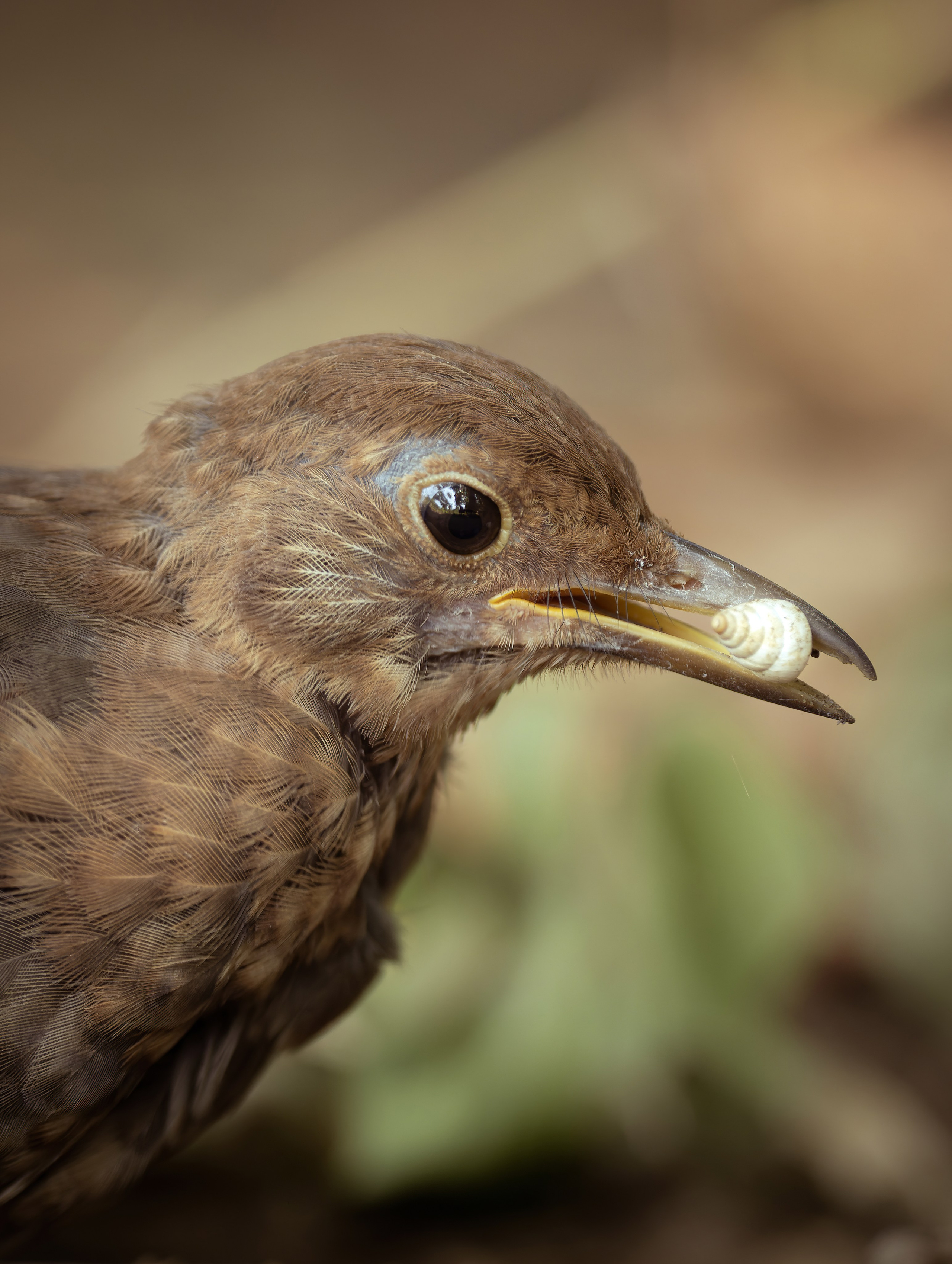Птицы и животные. Oles Paritskiy