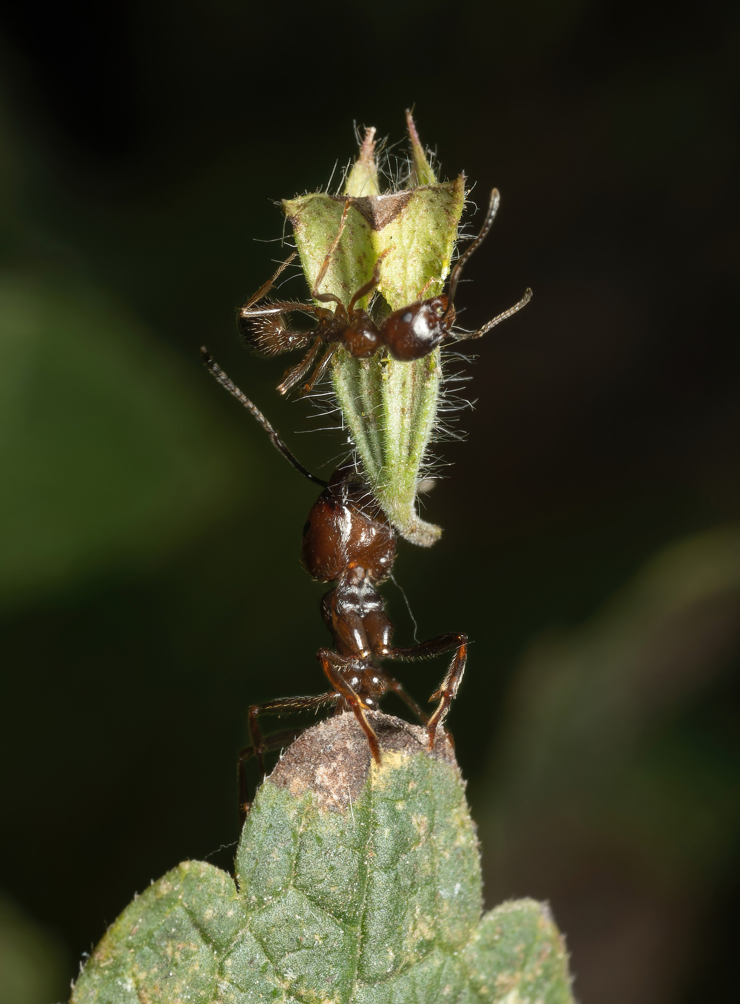 Муравьи. Oles Paritskiy
