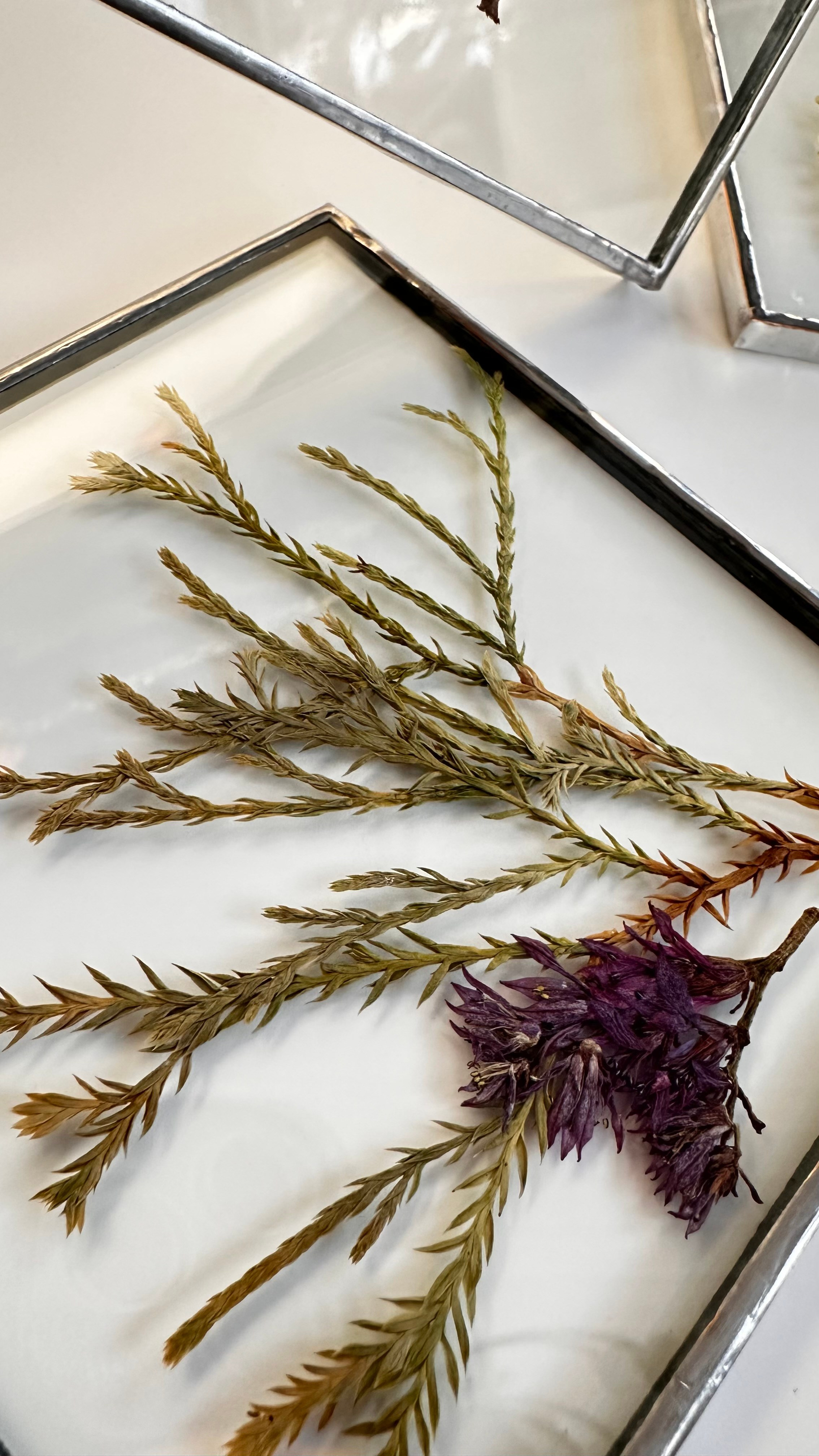 Гербарий в стекле с сухоцветами (витраж в технике тиффани). Гербарий в стекле, интерьерные панно, витражи с сухоцветами в технике тиффани