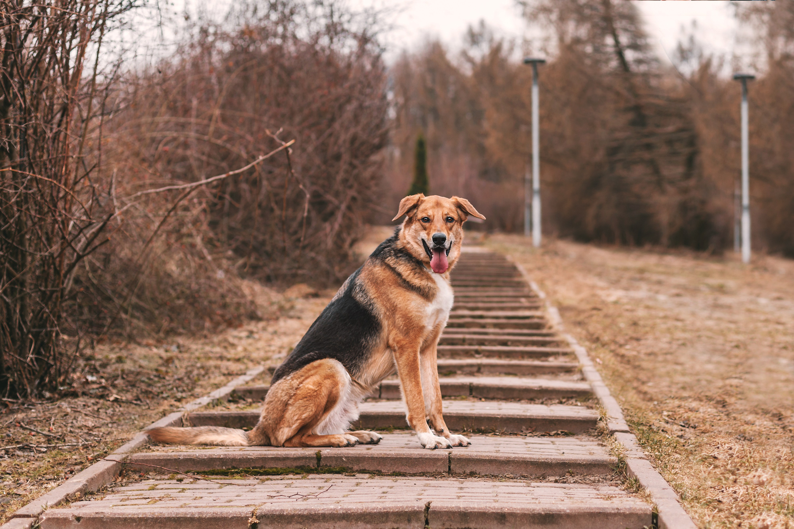 Трэвис и Валли 2024. Фотограф-анималист Татьяна Степанова