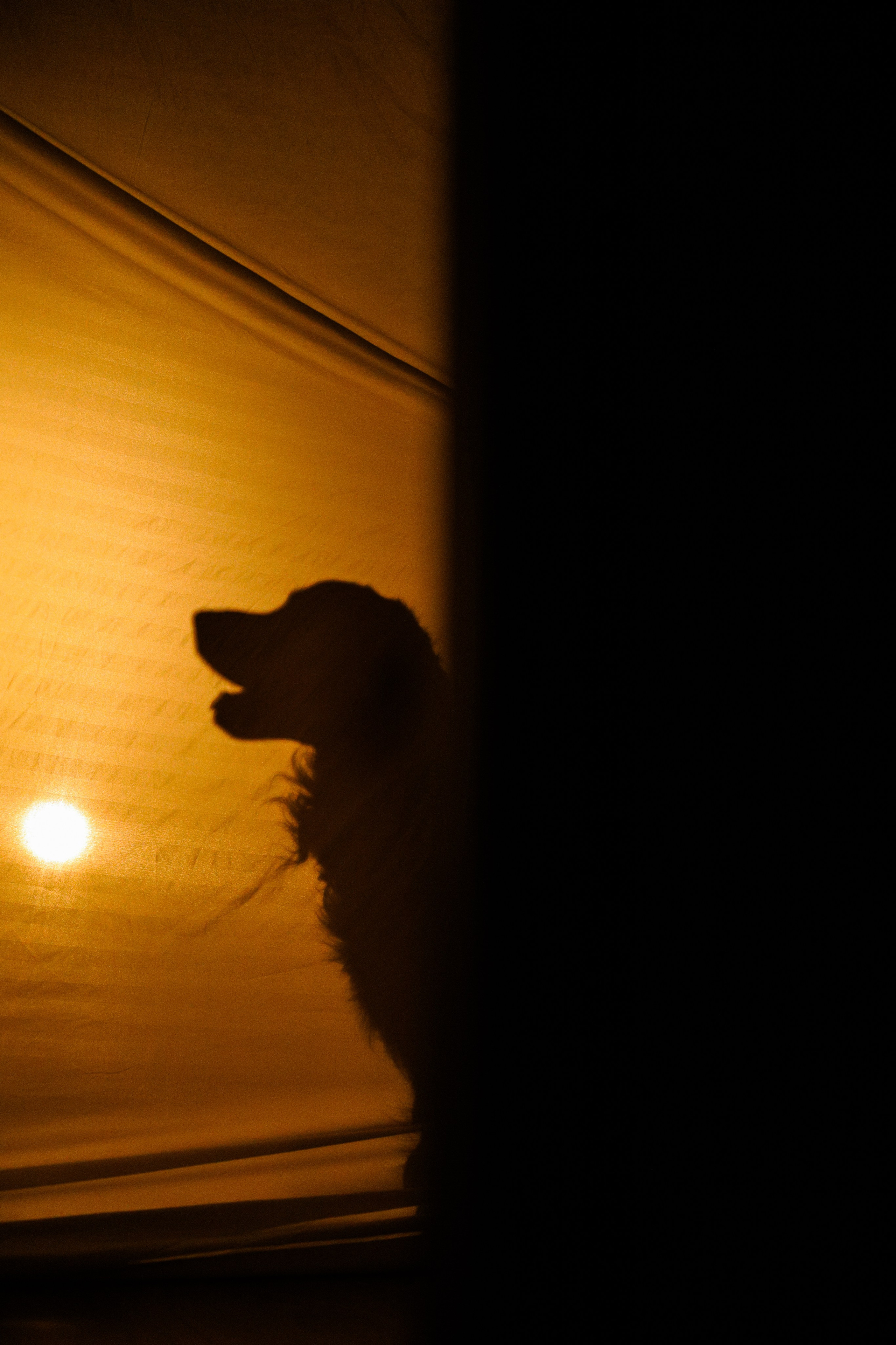 Зиз и Юля. Новогодняя. Фотограф-анималист Ксения Шевцова|Москва