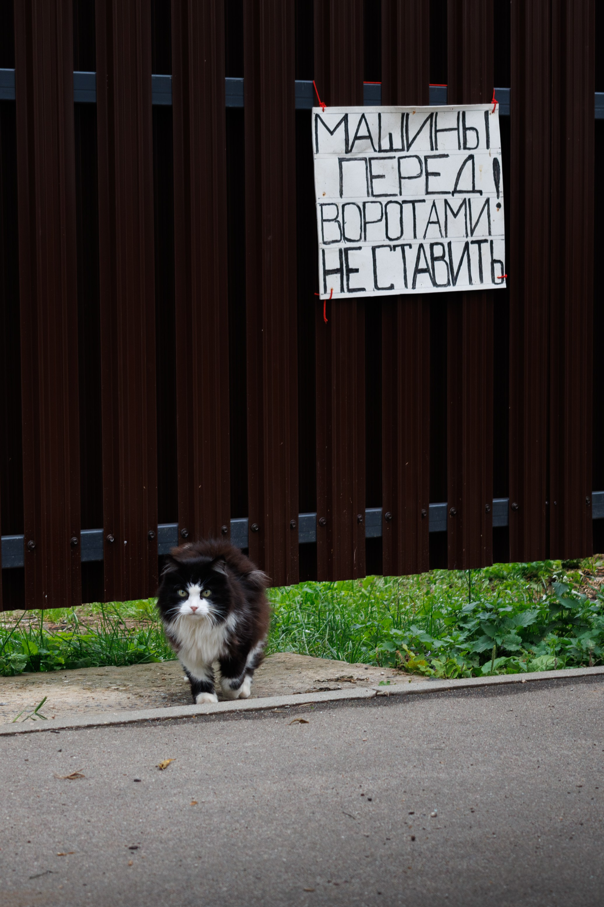 Plotina. Dumshap | думшап