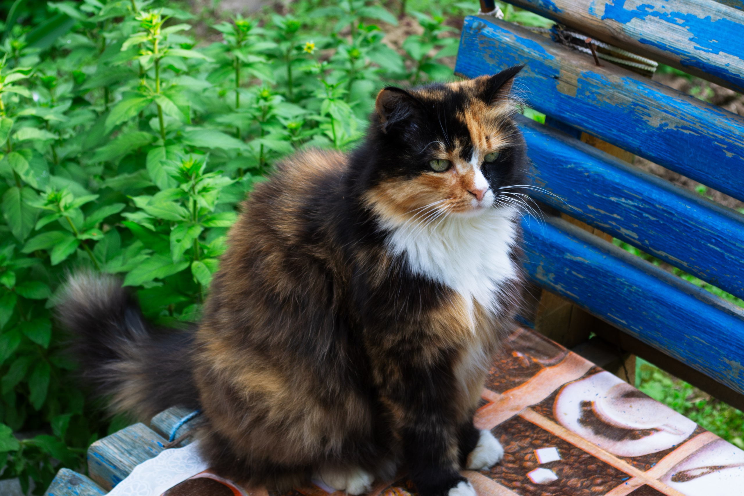 Cats.1. Dumshap | думшап