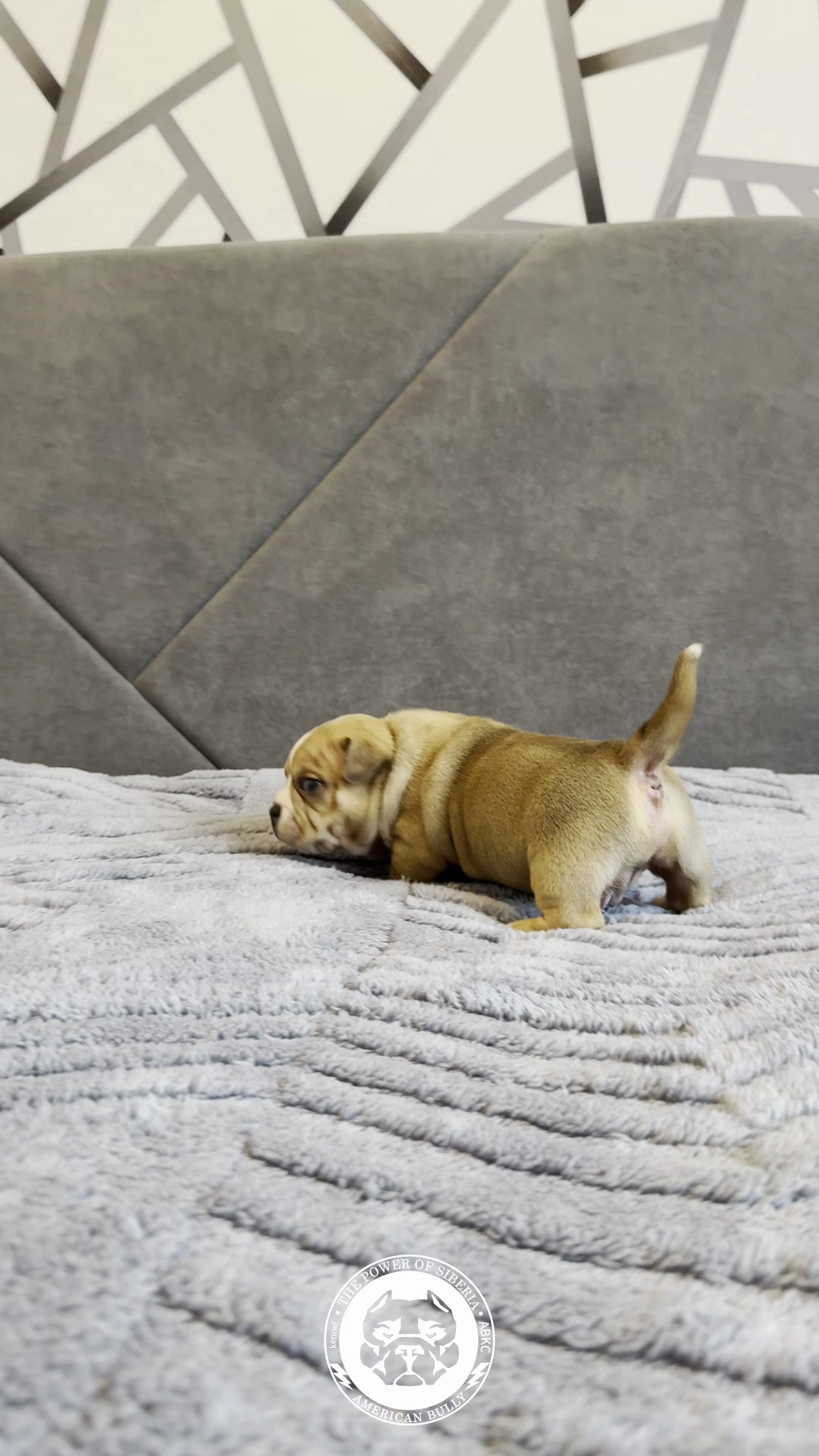 Свободные щенки Американский Булли, в типах покет, классик, стандарт. Американский Булли в г. Ростов-на-Дону. Питомник THE POWER OF SIBERIA