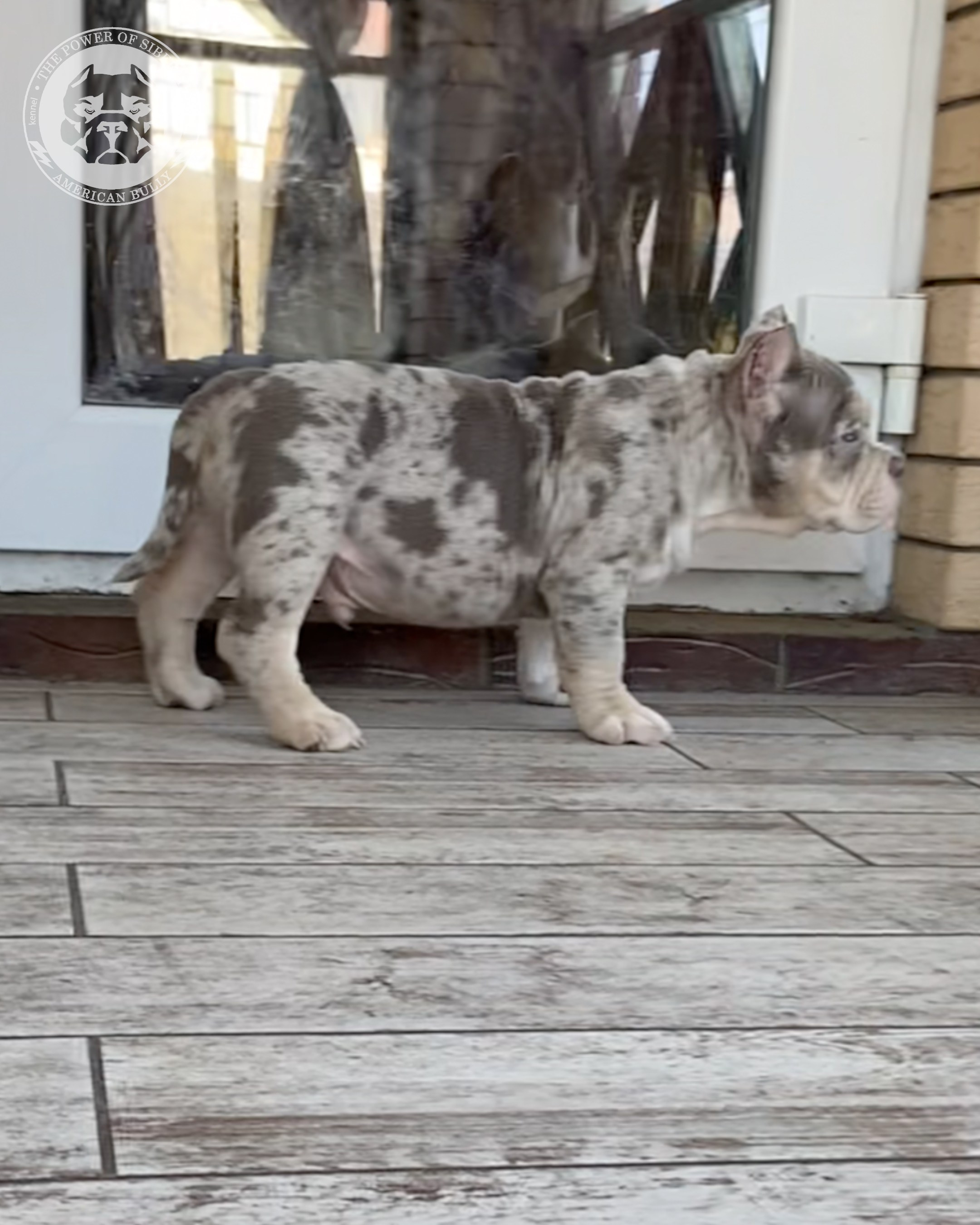 Свободные щенки Американский Булли покет. Американский Булли в г. Ростов-на-Дону. Питомник THE POWER OF SIBERIA