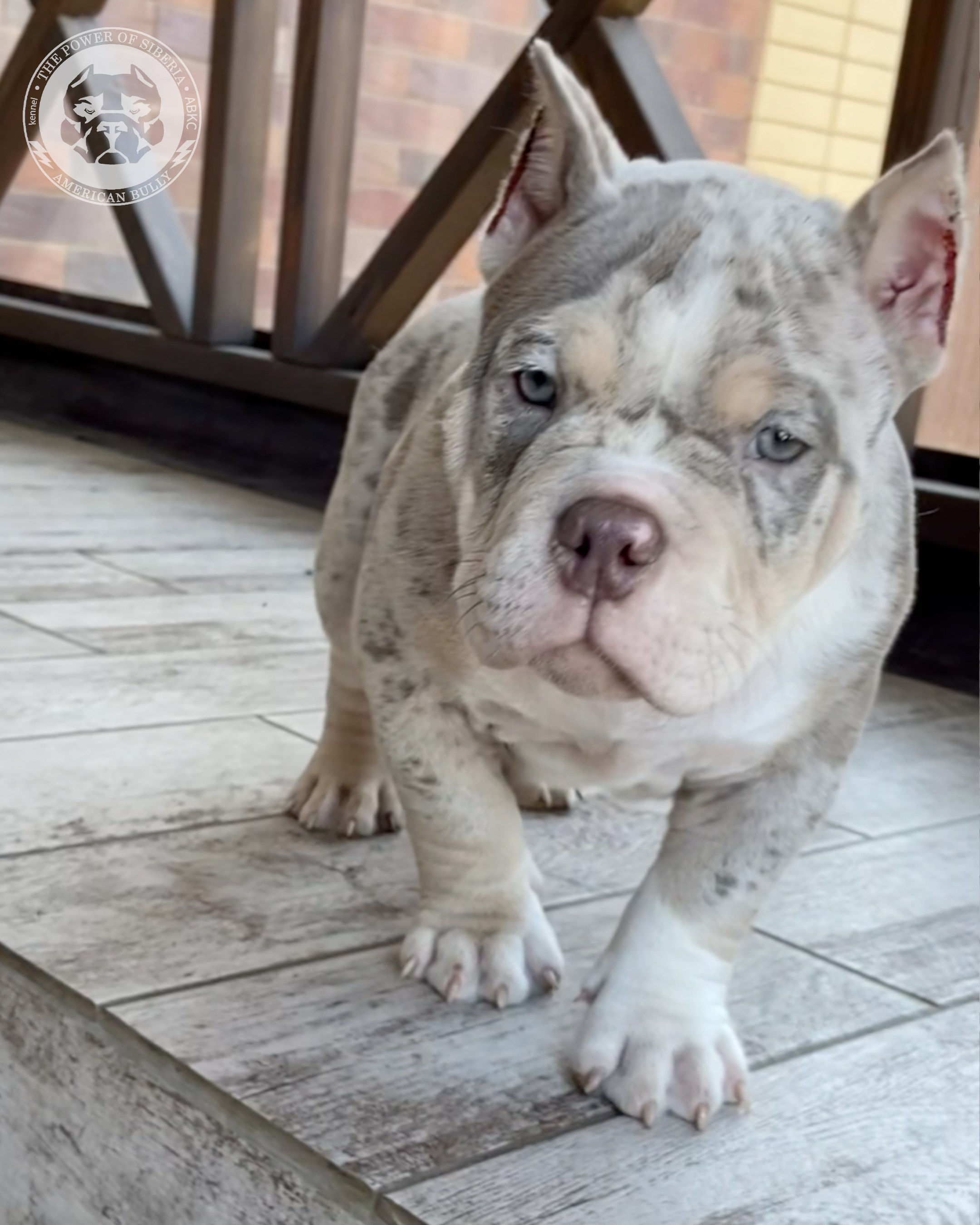 Свободные щенки Американский Булли, в типах покет, классик, стандарт. Американский Булли в г. Ростов-на-Дону. Питомник THE POWER OF SIBERIA