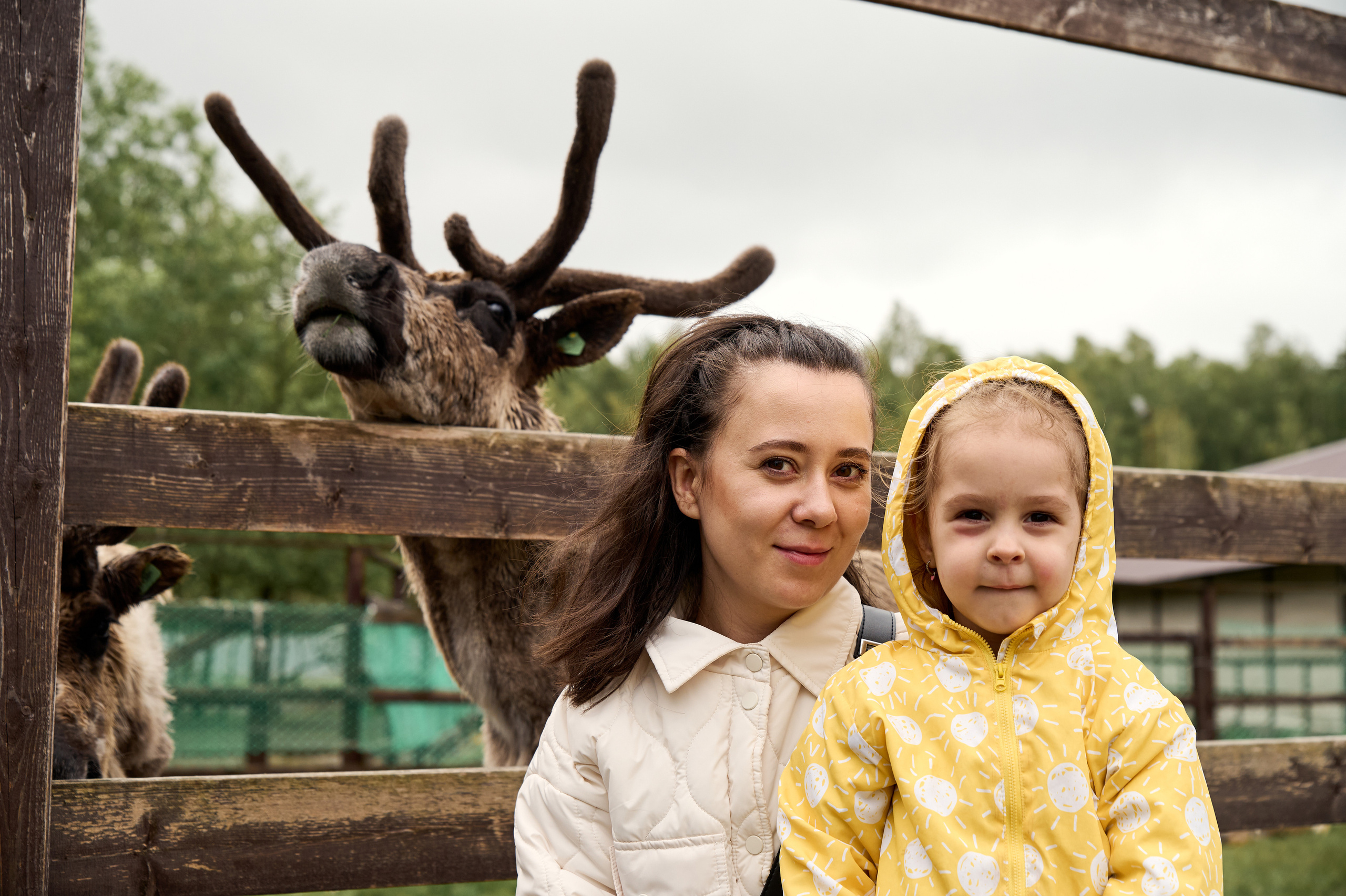 Оленья ферма «Северный олень». Фотограф Егорьевск Коломна Воскресенск