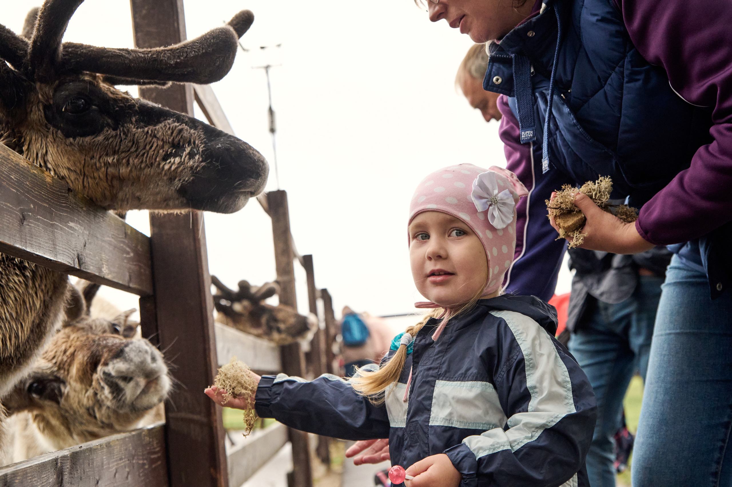 Оленья ферма «Северный олень». Фотограф Егорьевск Коломна Воскресенск