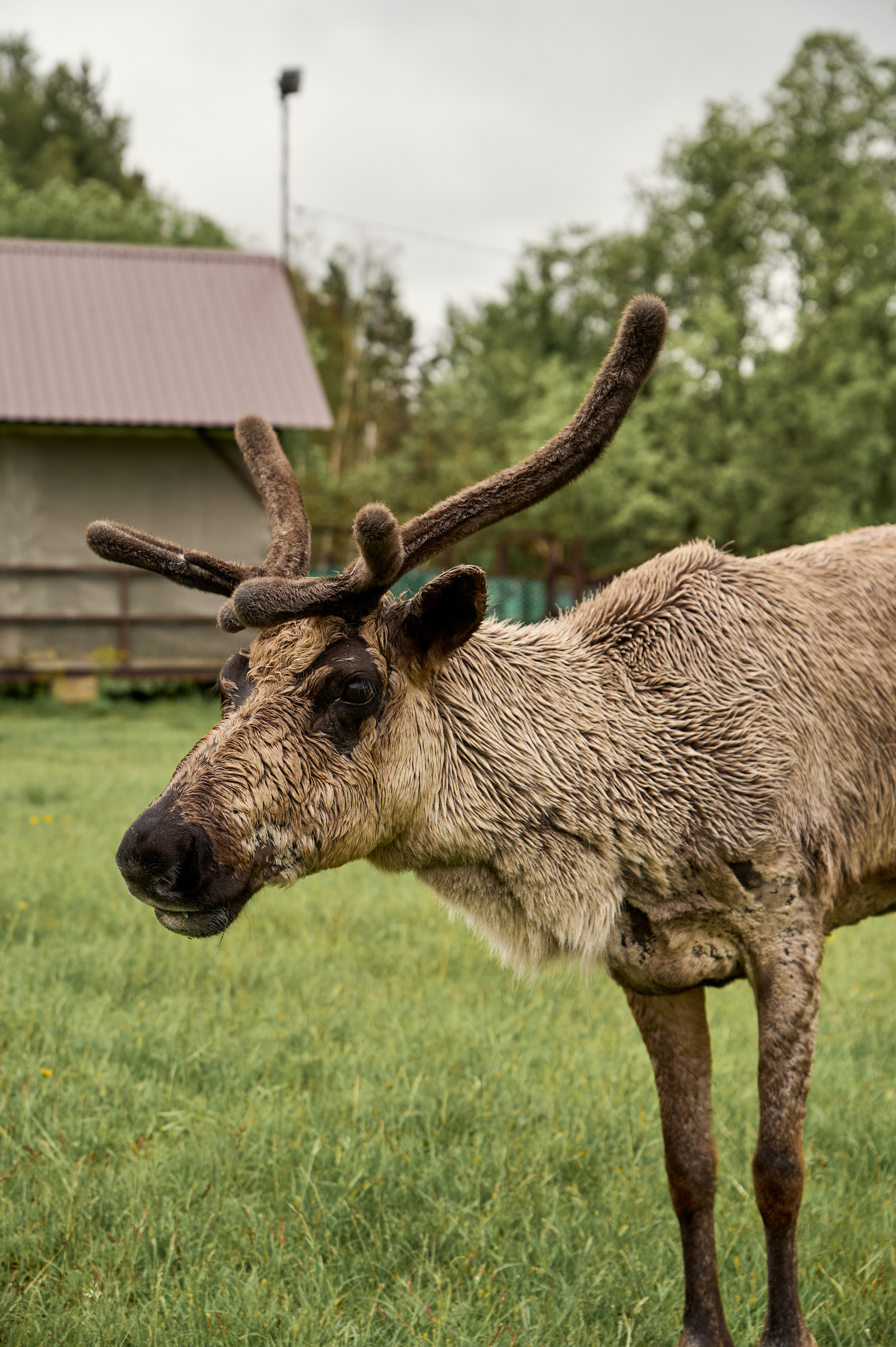 Оленья ферма «Северный олень». Фотограф Егорьевск Коломна Воскресенск