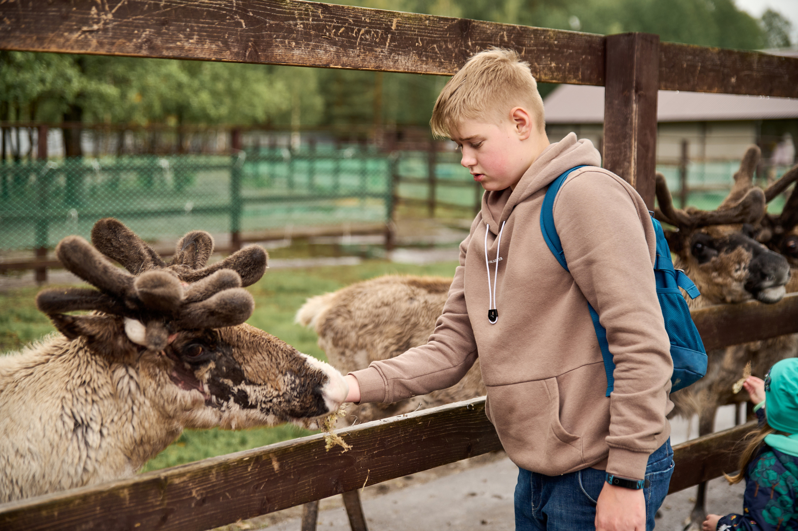 Оленья ферма «Северный олень». Фотограф Егорьевск Коломна Воскресенск