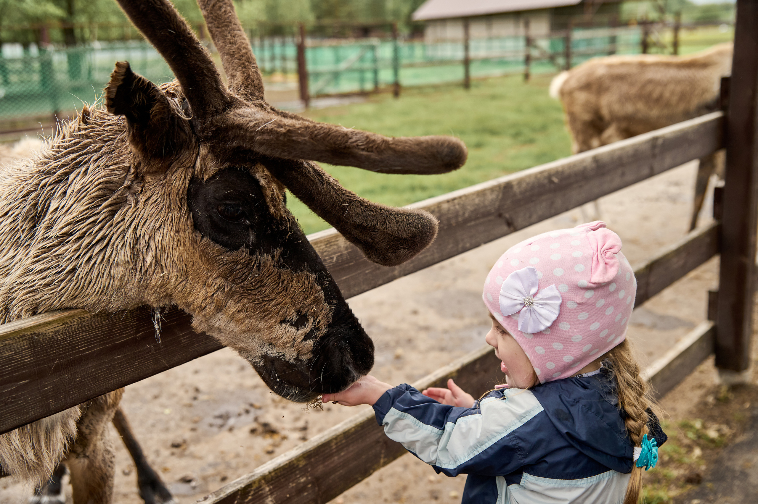 Оленья ферма «Северный олень». Фотограф Егорьевск Коломна Воскресенск