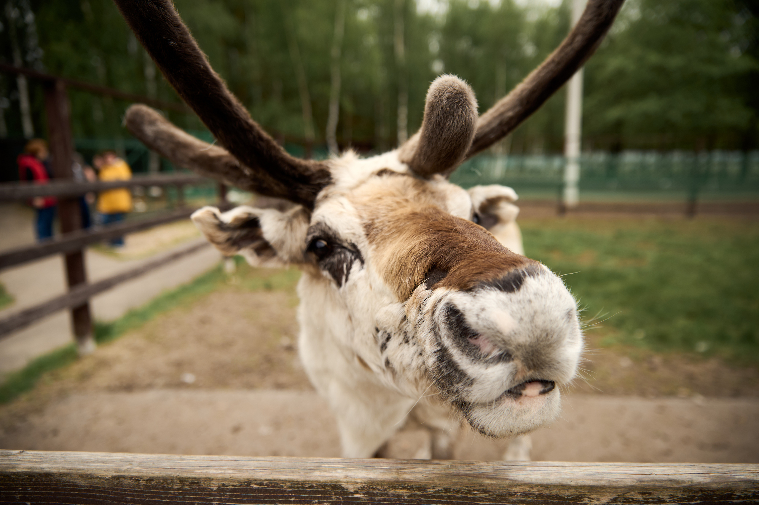 Оленья ферма «Северный олень». Фотограф Егорьевск Коломна Воскресенск